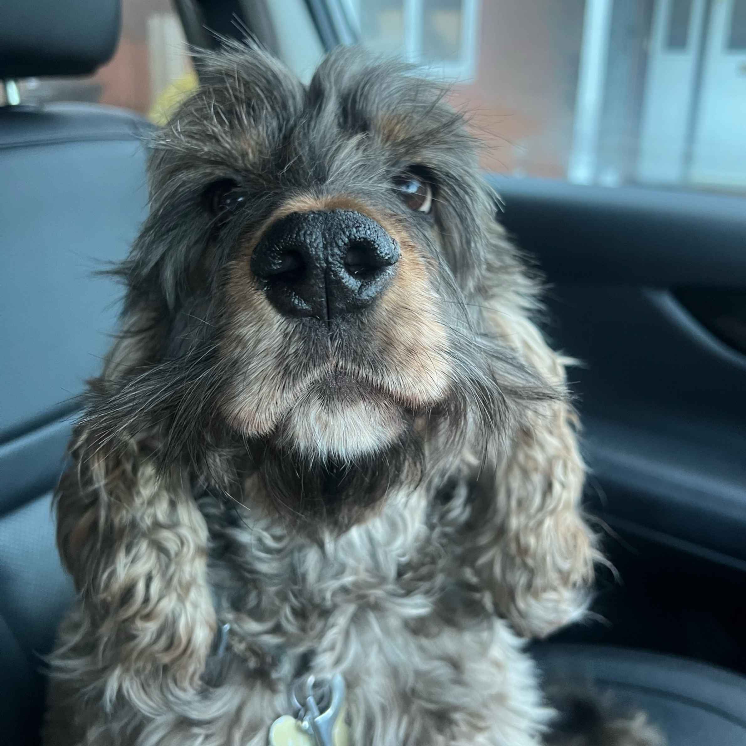Dog looking at camera. Dog is dark brown and light brown in colour, with shite chin. Dog is sat in the car on the black leather seat. In the background you can see the outside of a house.