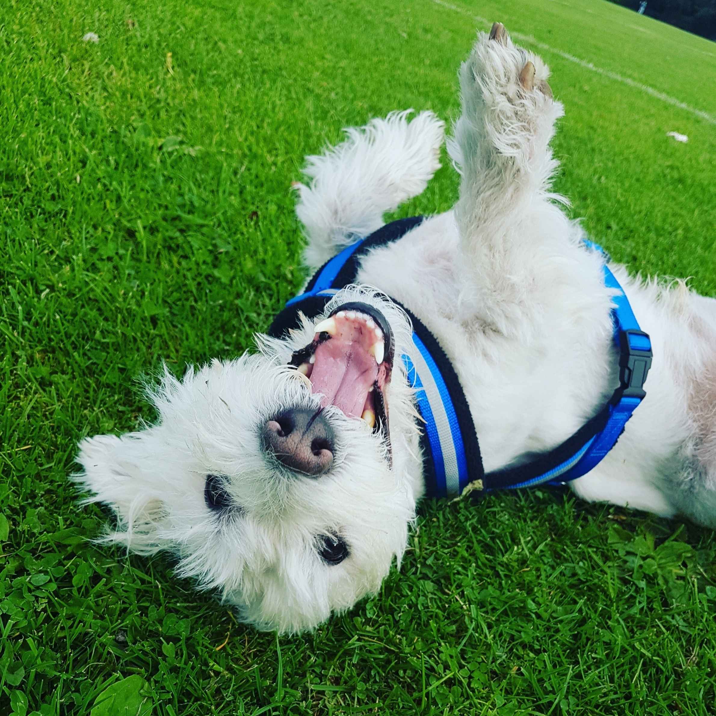 A white terrier dog is lying on his back on the grass. The dog is wearing a blue harness and has his mouth open as though he is smiling.
