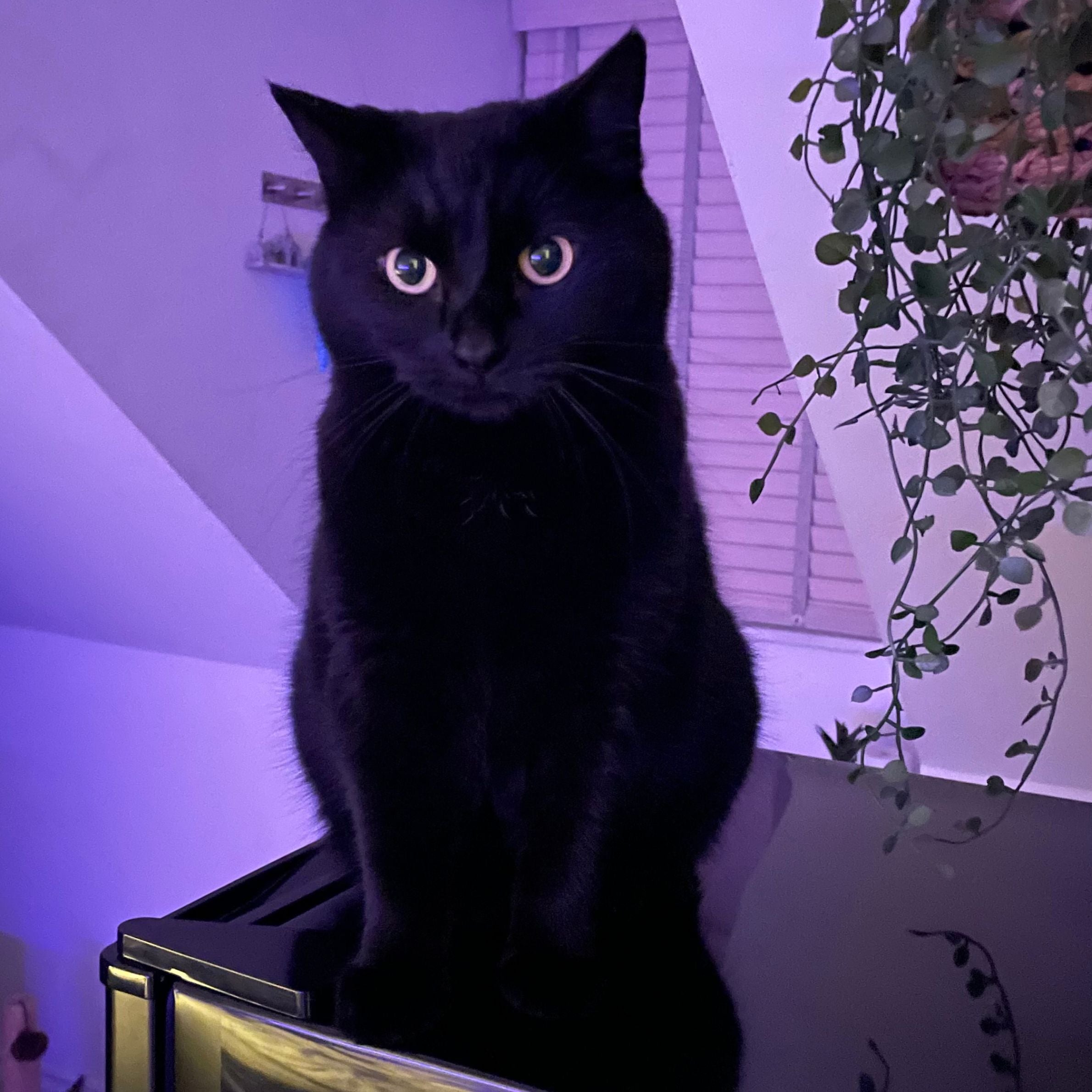 black cat with light eyes sat on a black surface. there is window blinds behind him and the room has a purple lighting. he is next to some plants hung on the wall