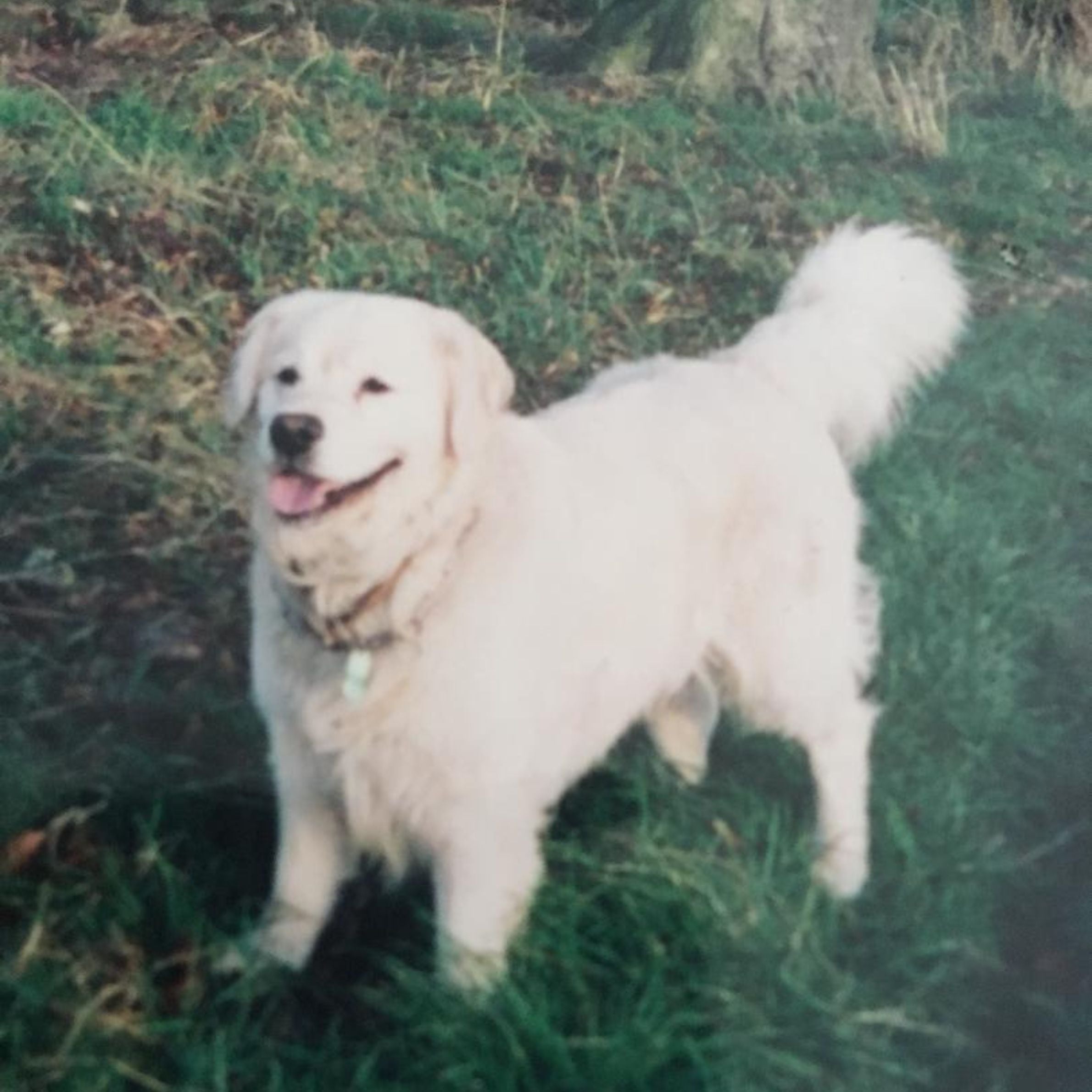 An old photograph on a golden retriever stood in a grassy field.