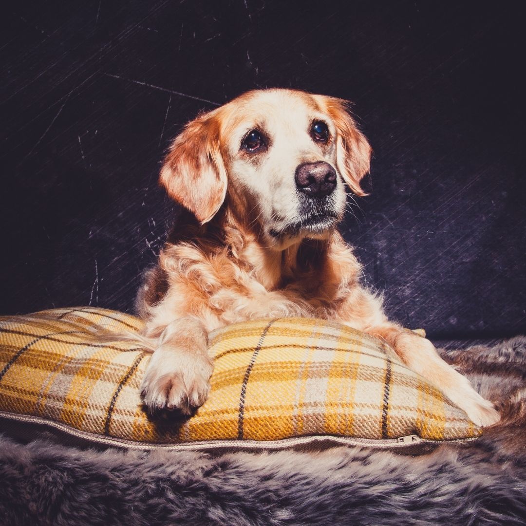 A light coloured dog sat on a yellow cushion with a dark background