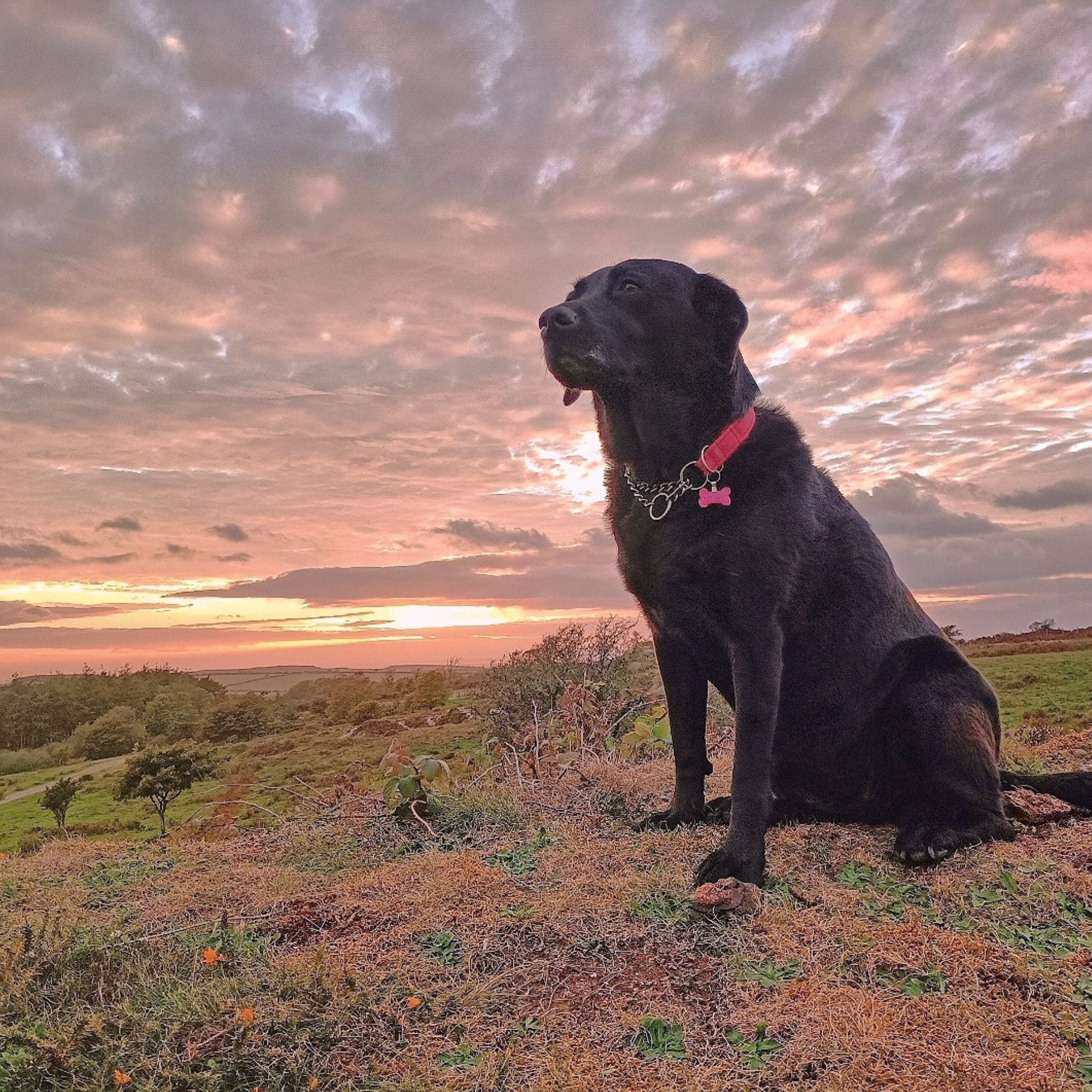 a black labrador dog with a red collar sat outside on grass with trees in the background and a beautiful sunset