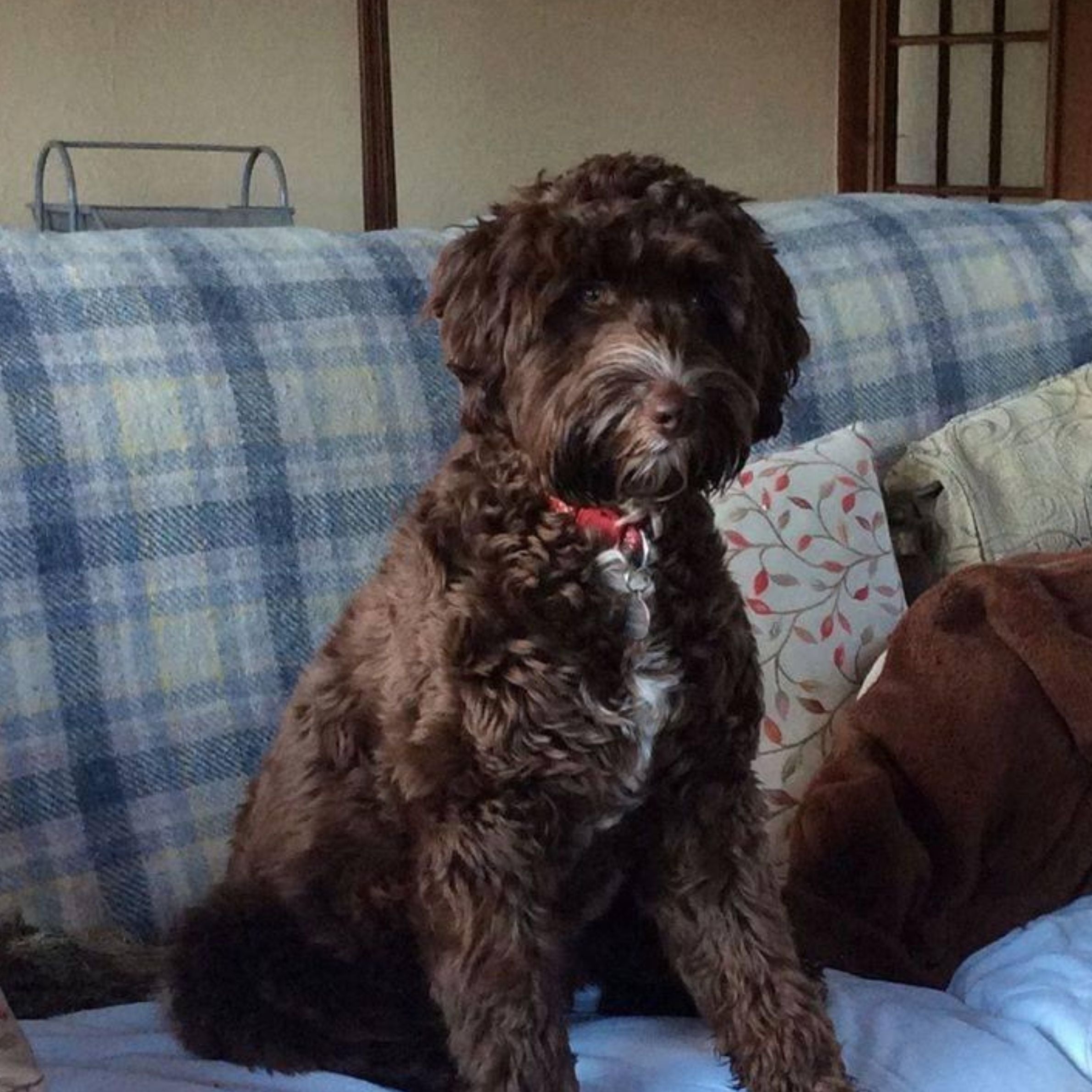 A brown fluffy dog wearing a red collar is sat on a blue checked sofa covered with floral and green cushions.
