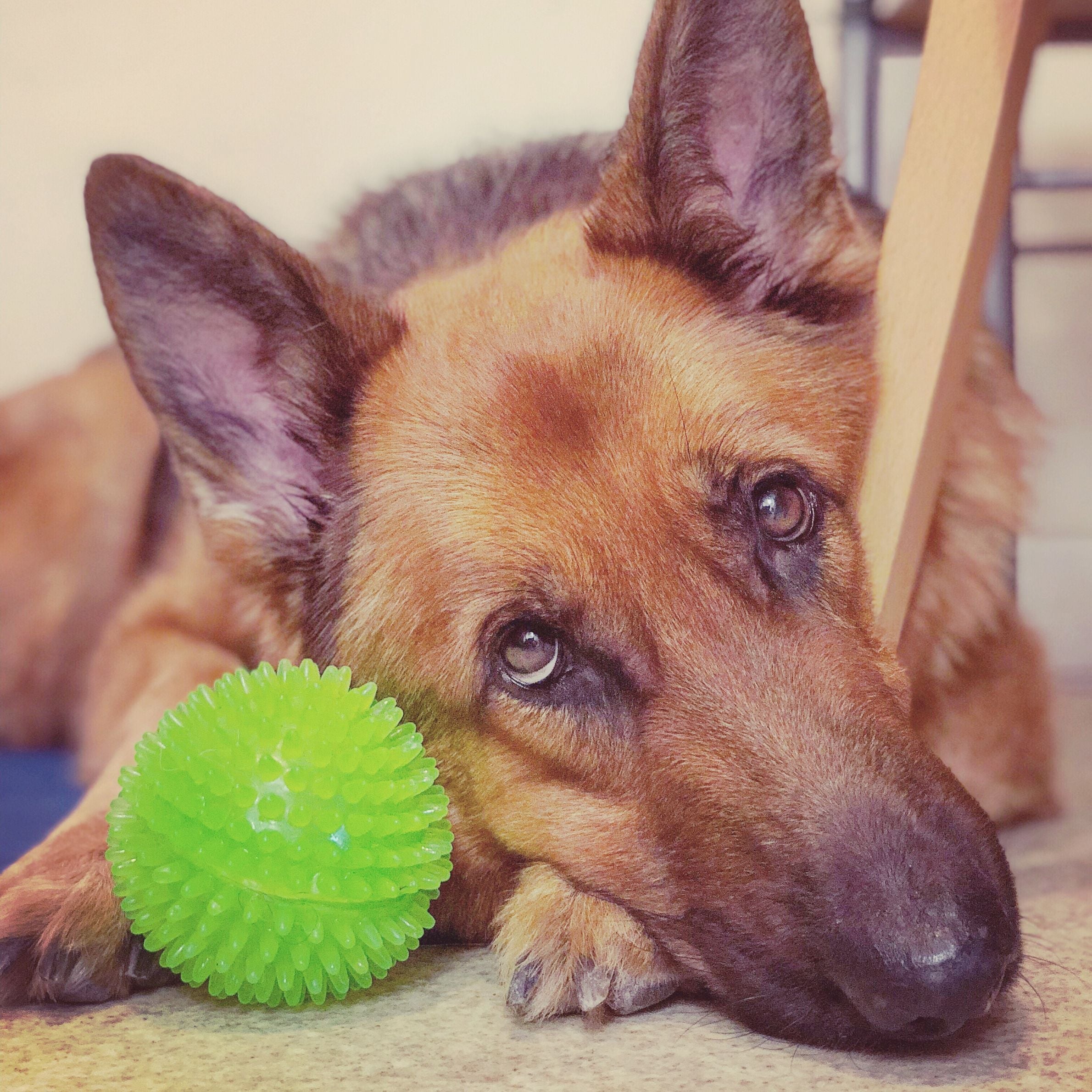 German Shepher dog lay on the floor with its head resting against a chair leg and a green ball between its paws.