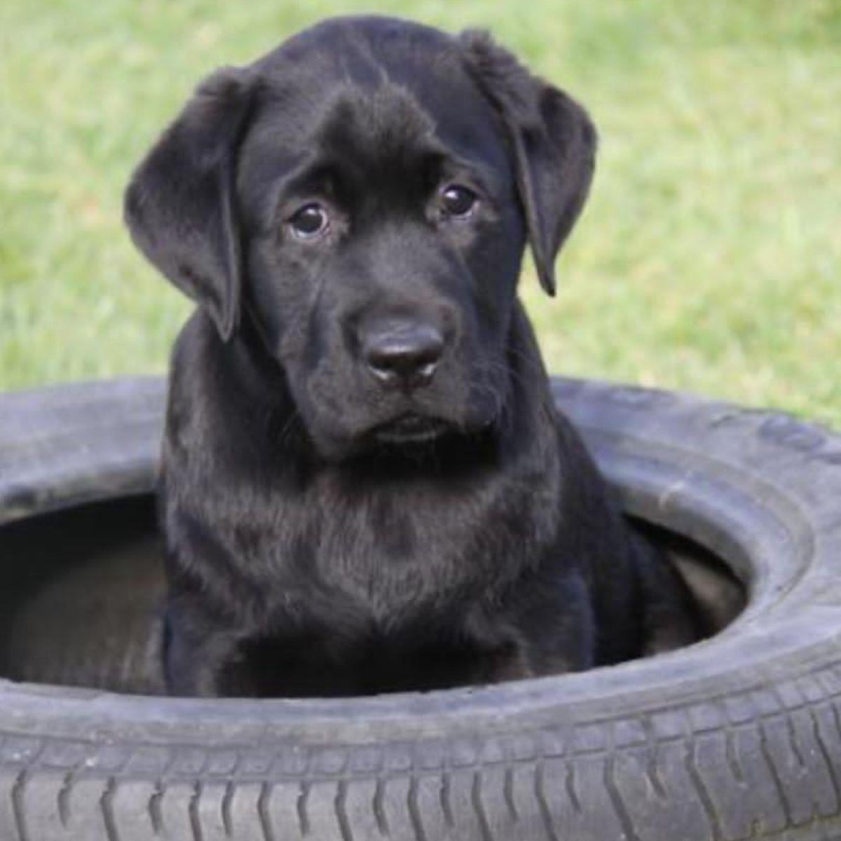 A black labrador dog sat in a black rubber tyre in a grass field