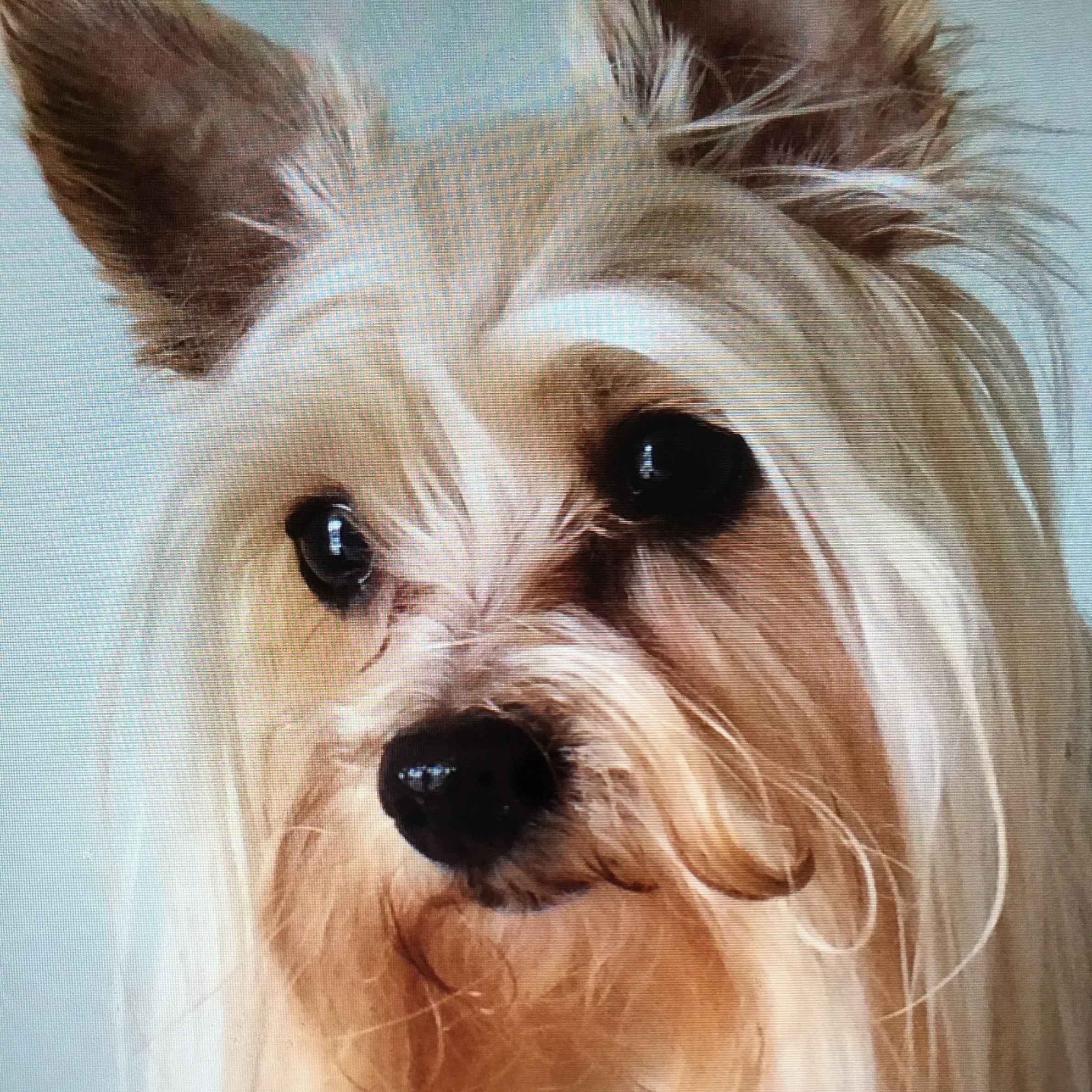 Long haired small dog. Image shows dog's face with light brown fur and black eyes and nose.