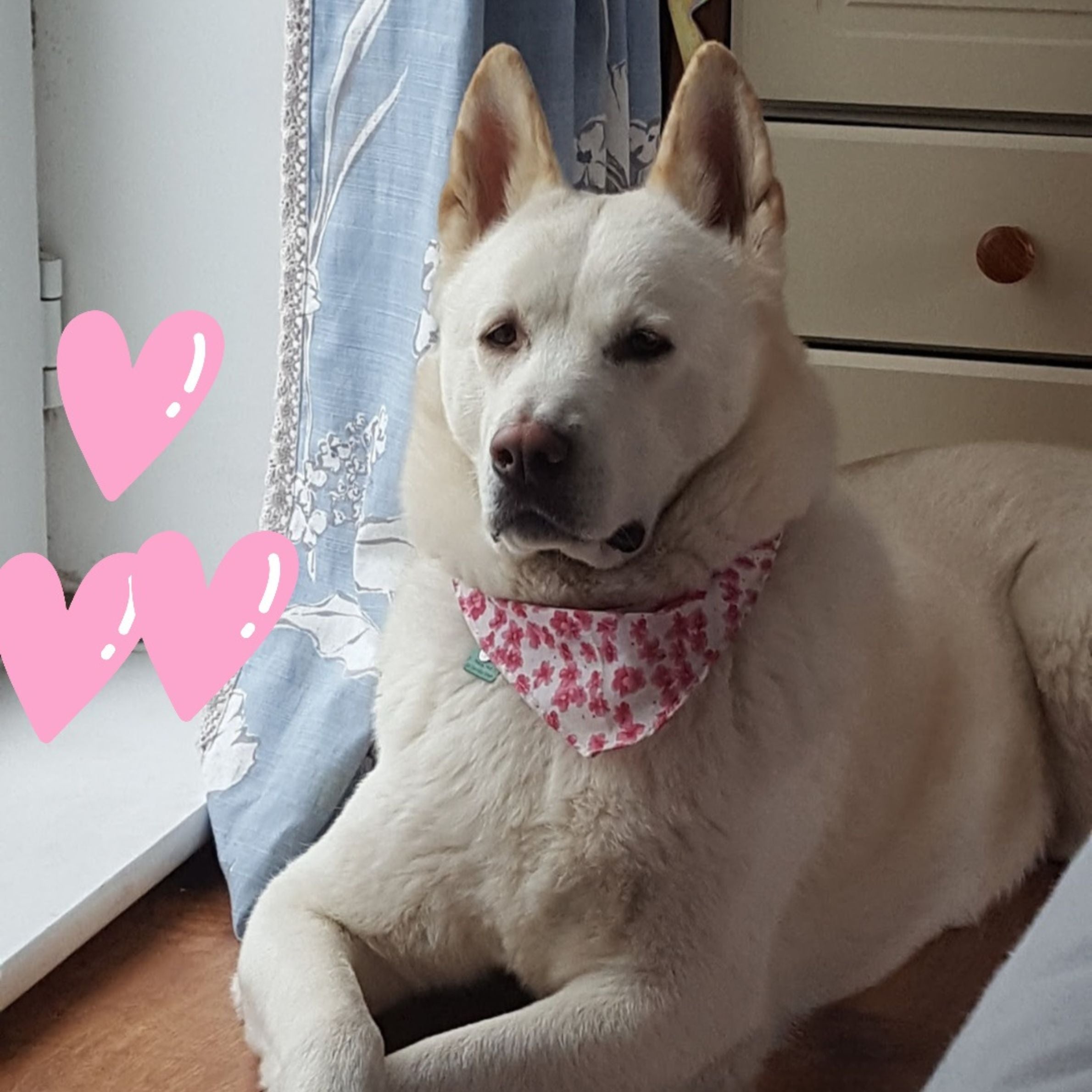 white dog lying down on a wooden floor. it is wearing a white and pink flower patterned bandana. there is a blue curtain in the background and there is pink hearts edited onto the photo on the left