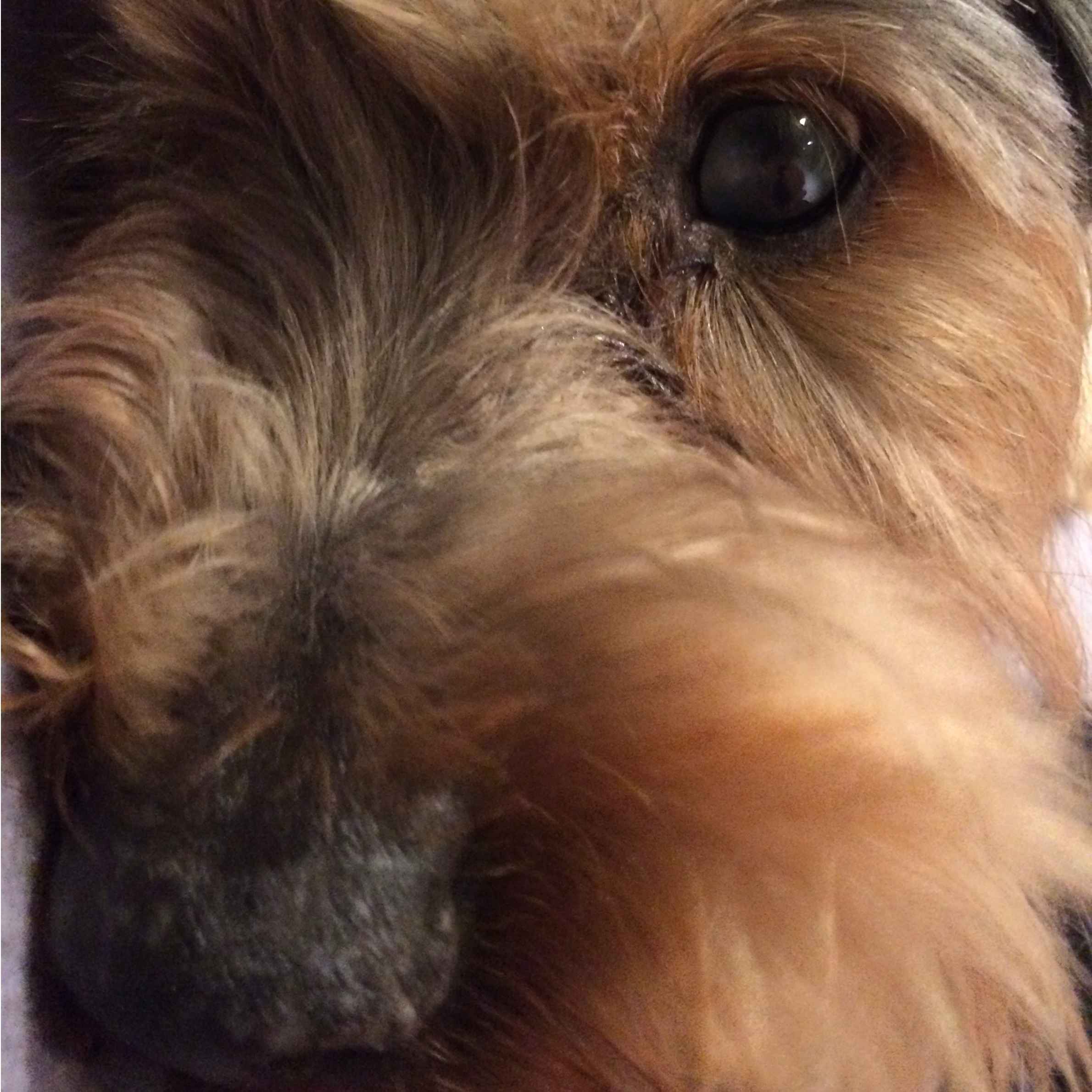 Close up image of dogs face, only one eye and nose can be seen. The dog is ginger in colour and has a black nose and dark brown eyes.