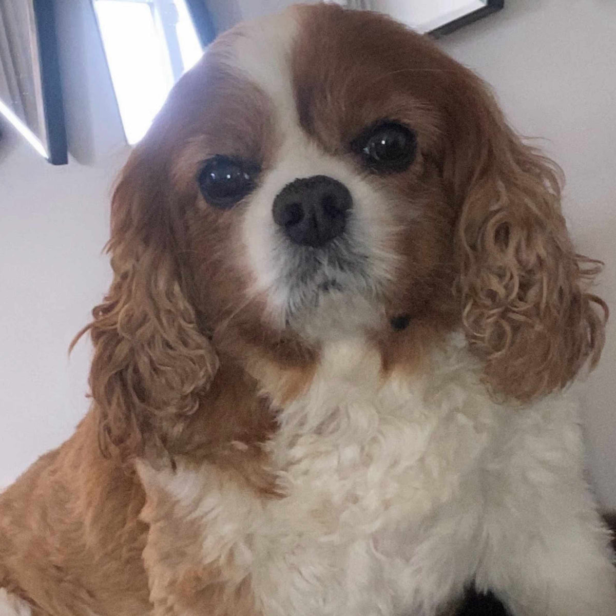 A tan and white spaniel looking towards the camera