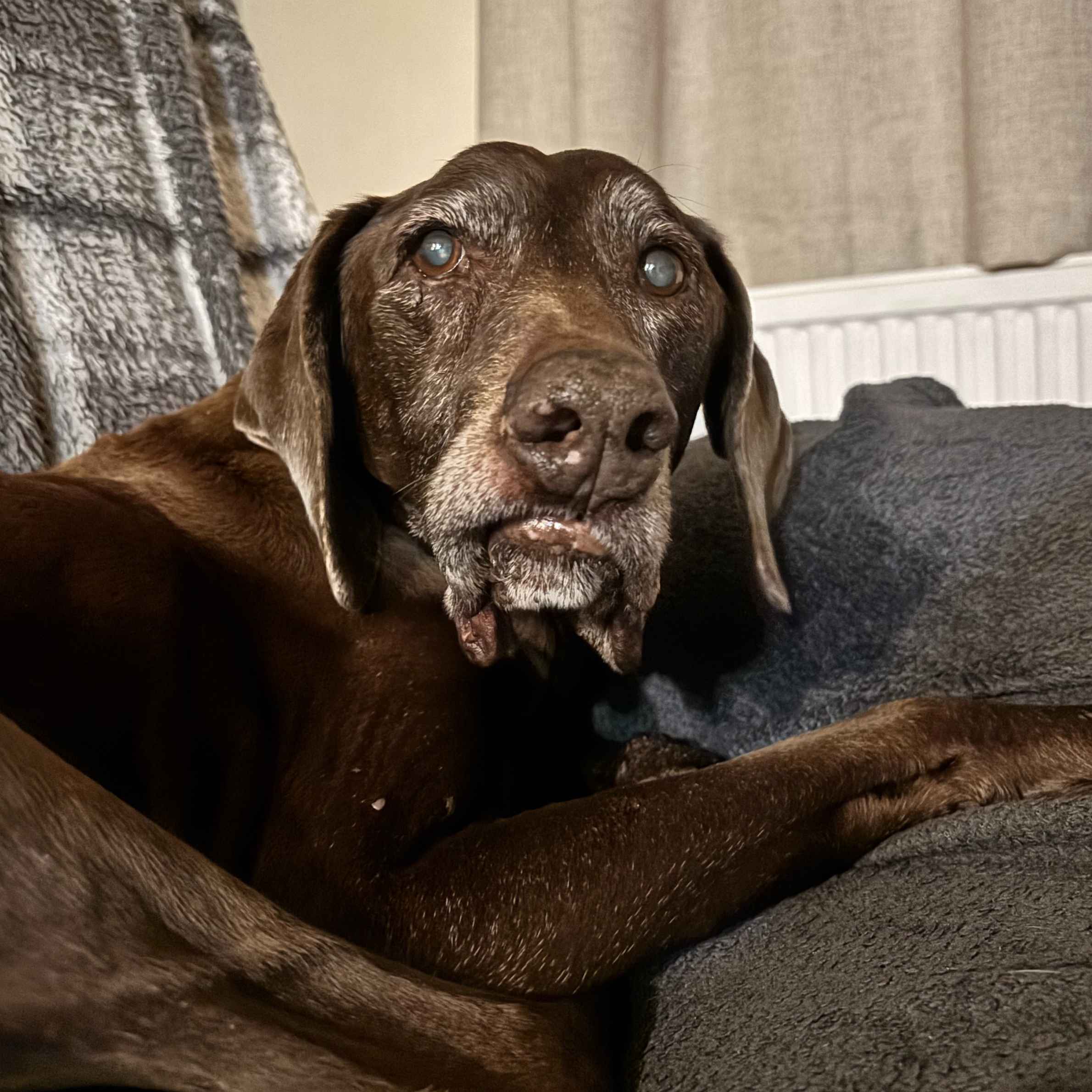 A brown dog is lying on a sofa. The dog has a grey mouth and ears. The dog is lying on a grey checked blanket and some beige curtains are in the background.