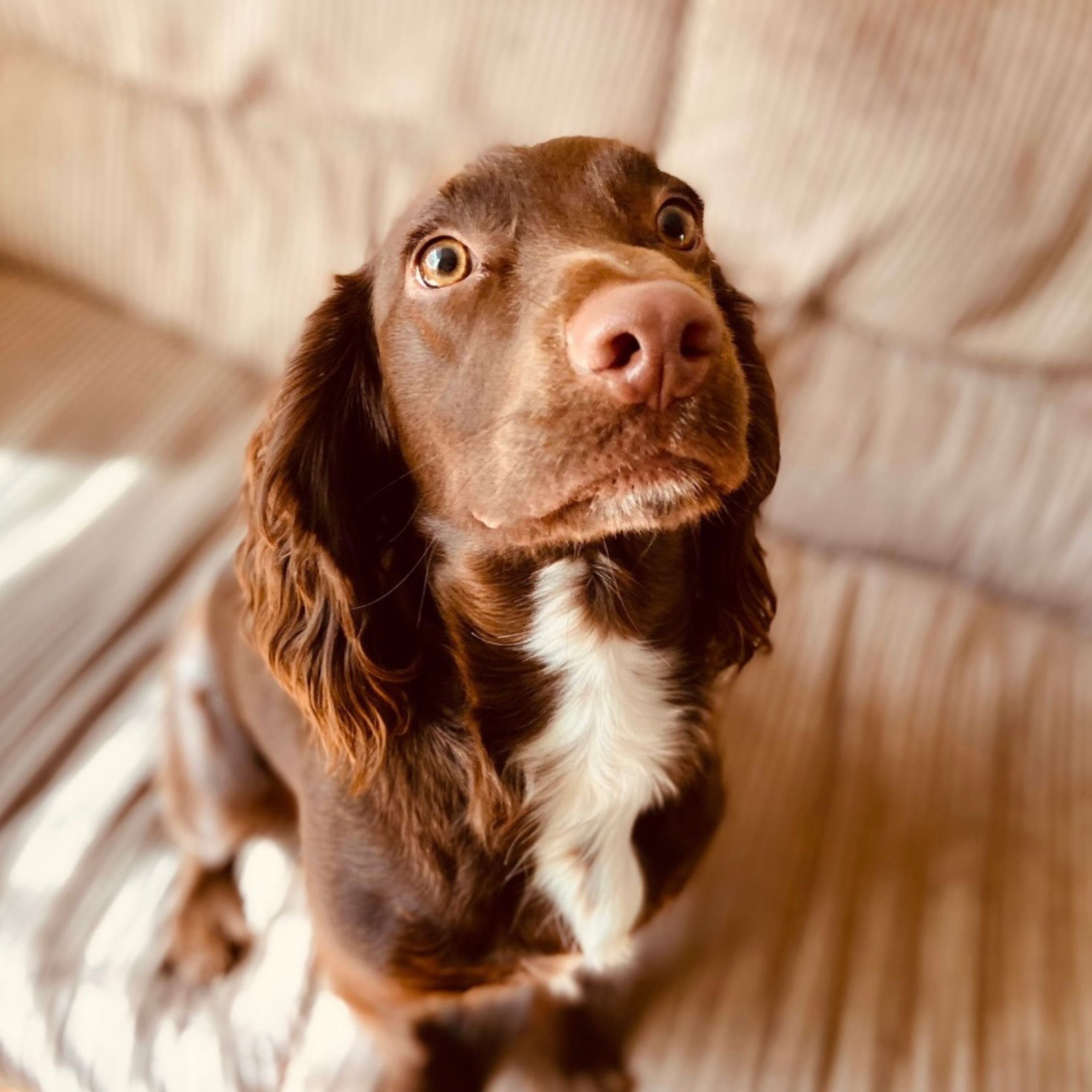 dog with brown and white fur looking up. it is sat on a cream coloured sofa