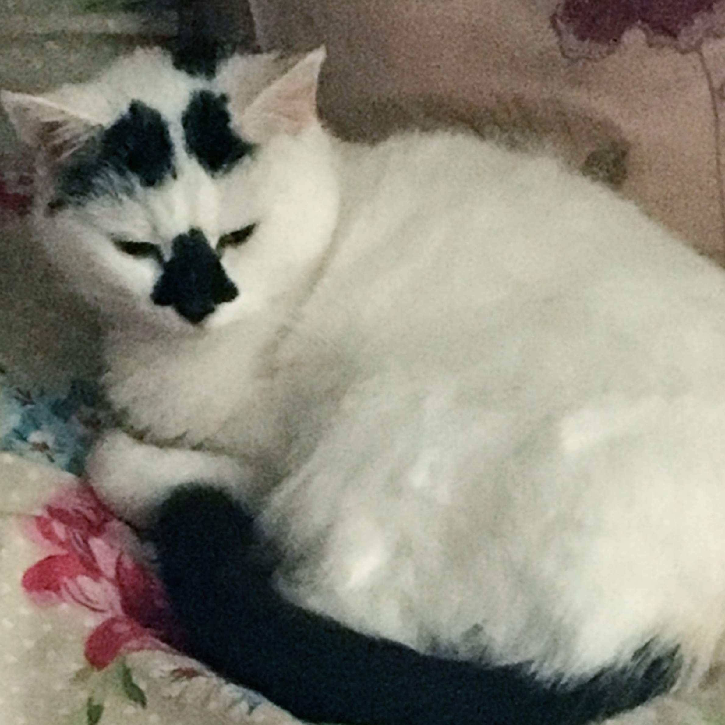 White cat with black tail, nose and two spots on forehead. Cat is curled up on pink floral duvet.