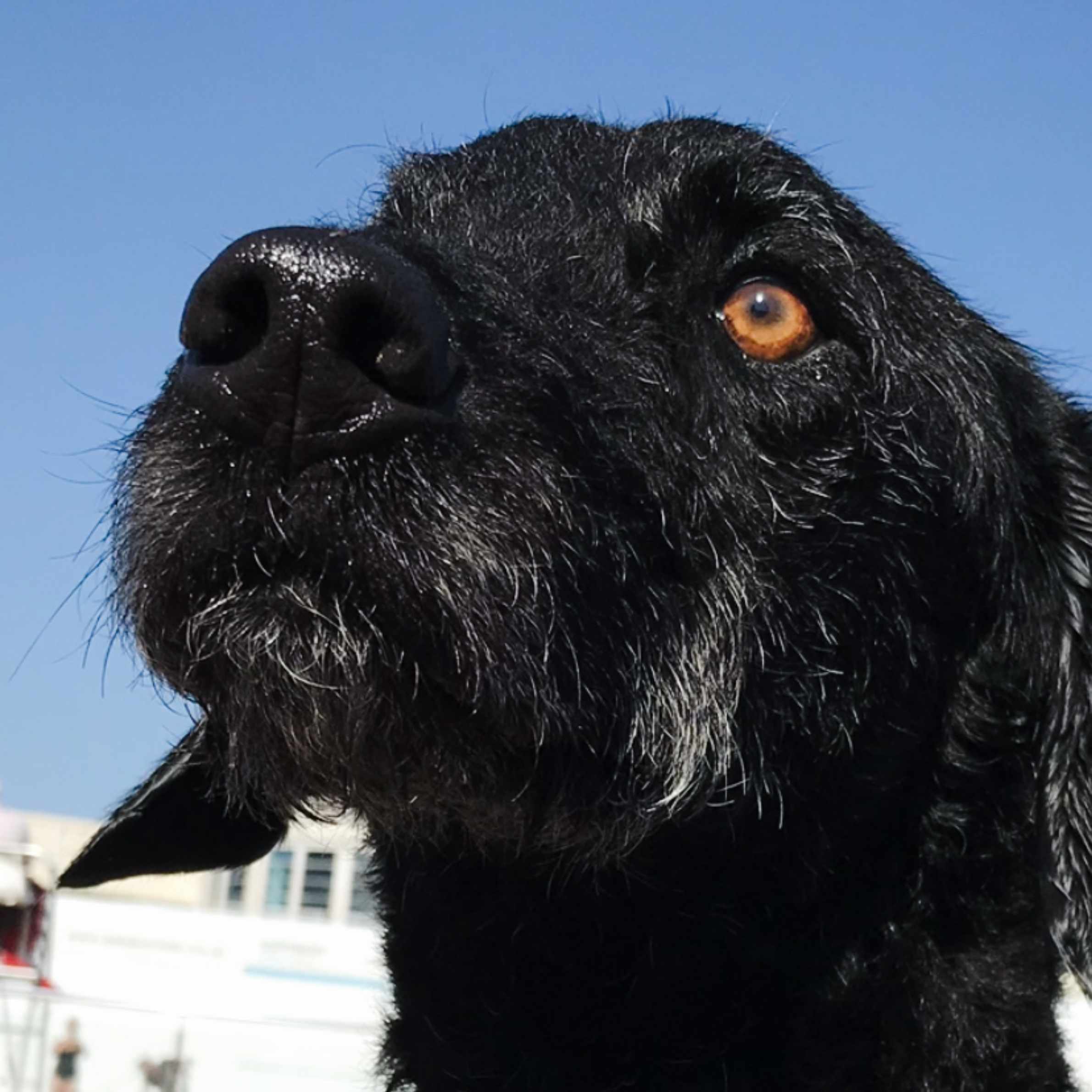 Black dog with light brown eyes, close up image of face. Blue sky in the background.
