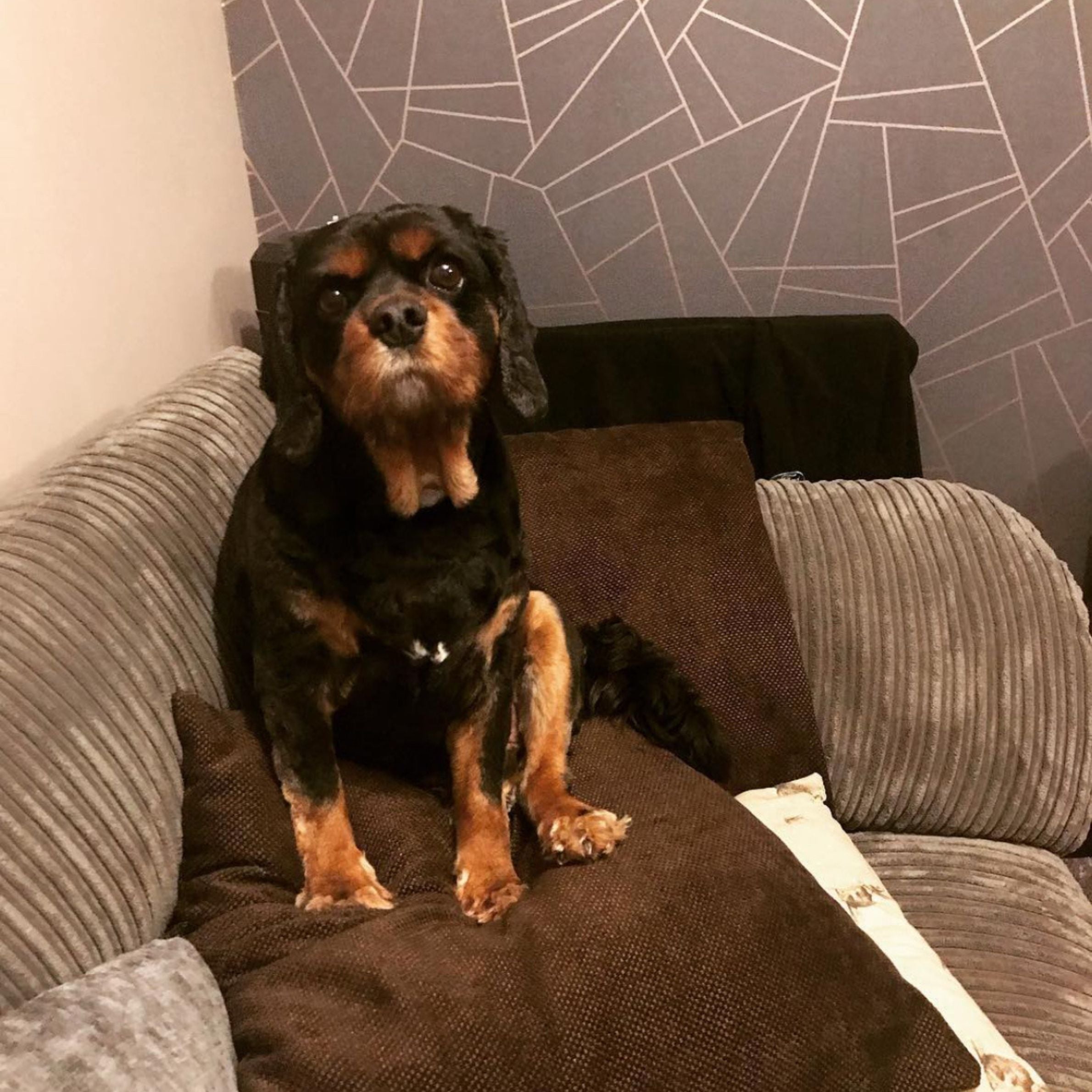 A small black and brown haired dog sat on a brown sofa cushion, there is a line pattered light grey wallpaper in the background