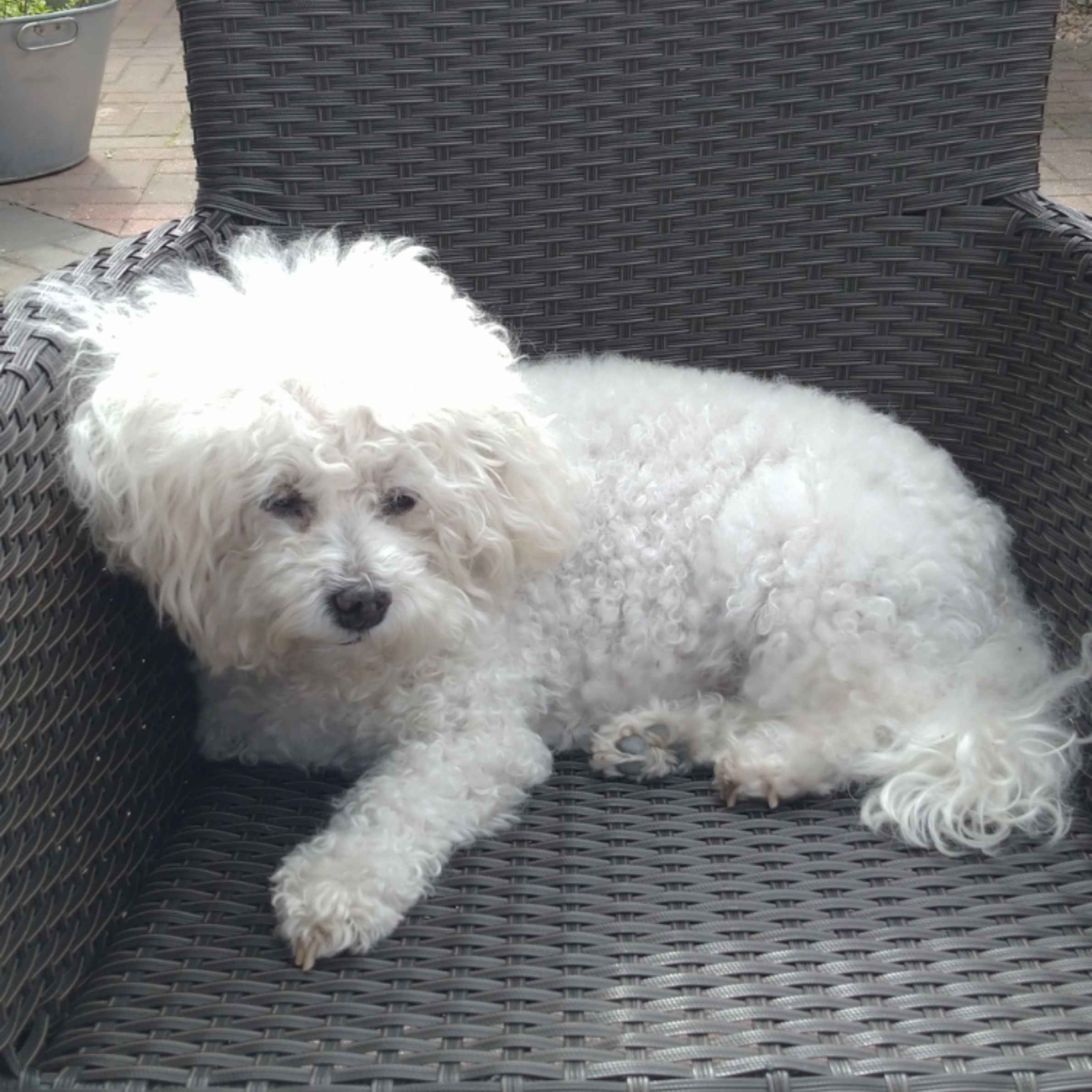 White dog with curly fur, black eyes and nose. Dog is laid on a black wicker outdoor chair.