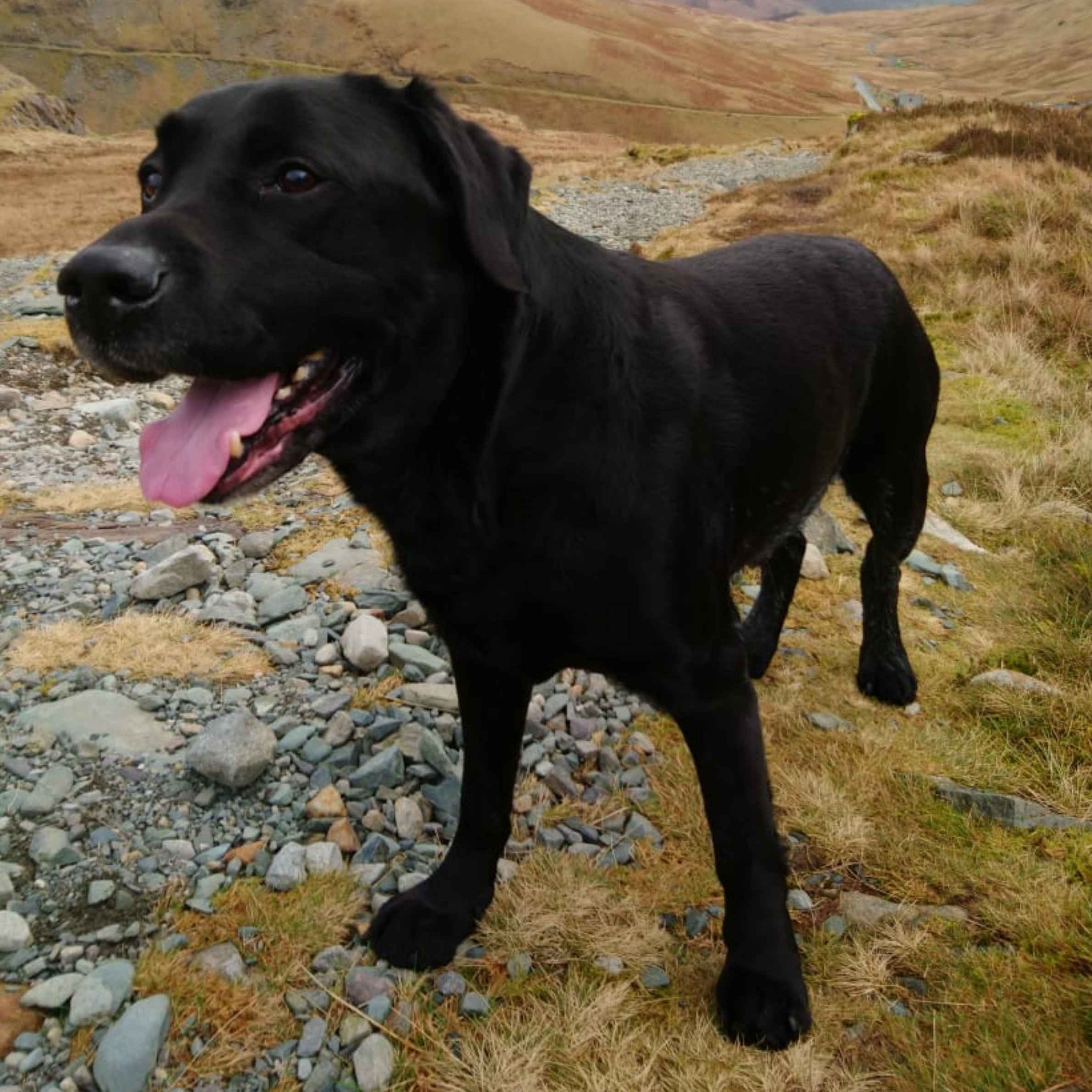 A black labrador is stood in the Lake District fells. The tongues pink tongue is sticking out. The ground is rocky and grassy under the dogs feet.