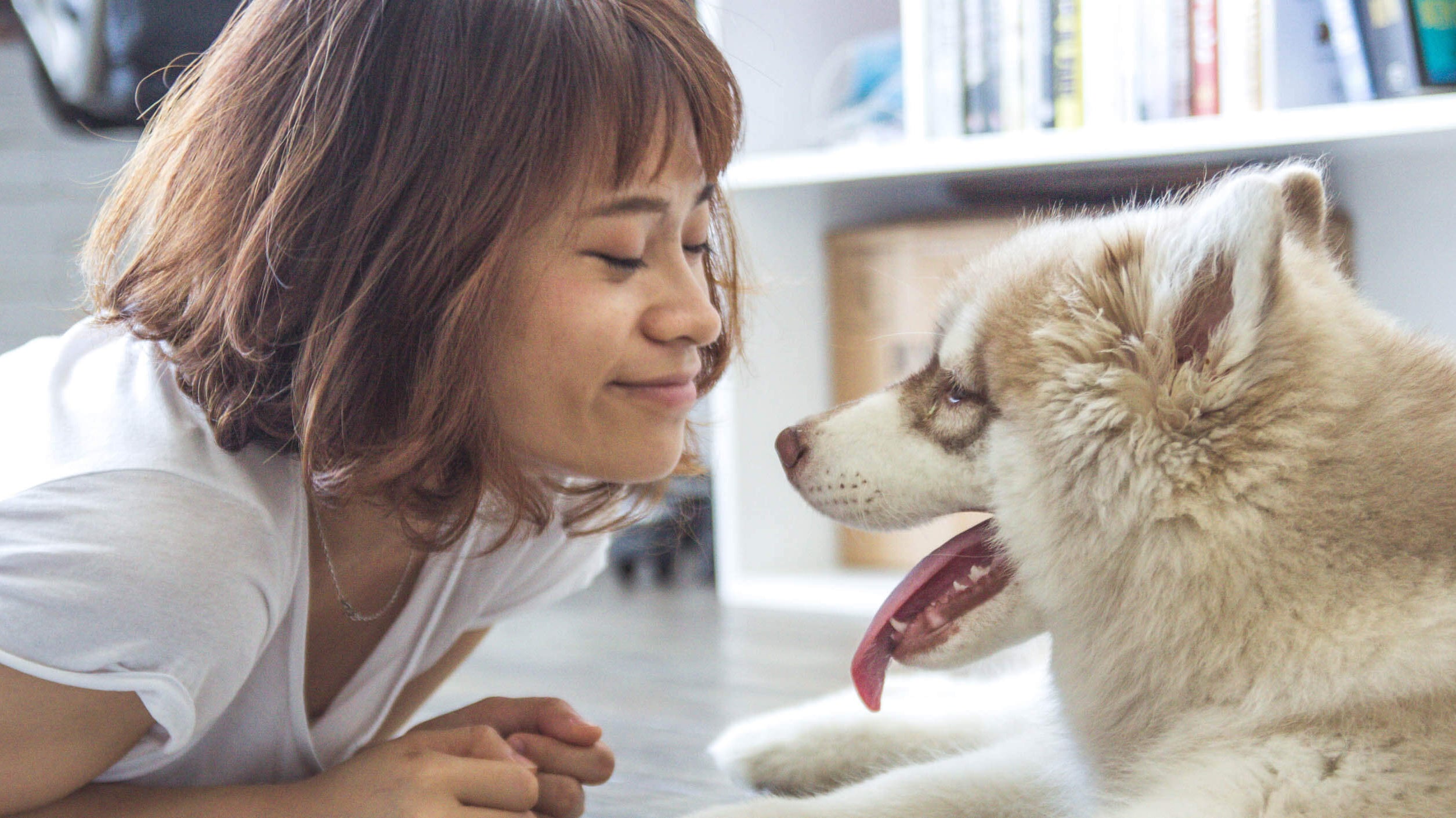 Where did our love for pets come from?