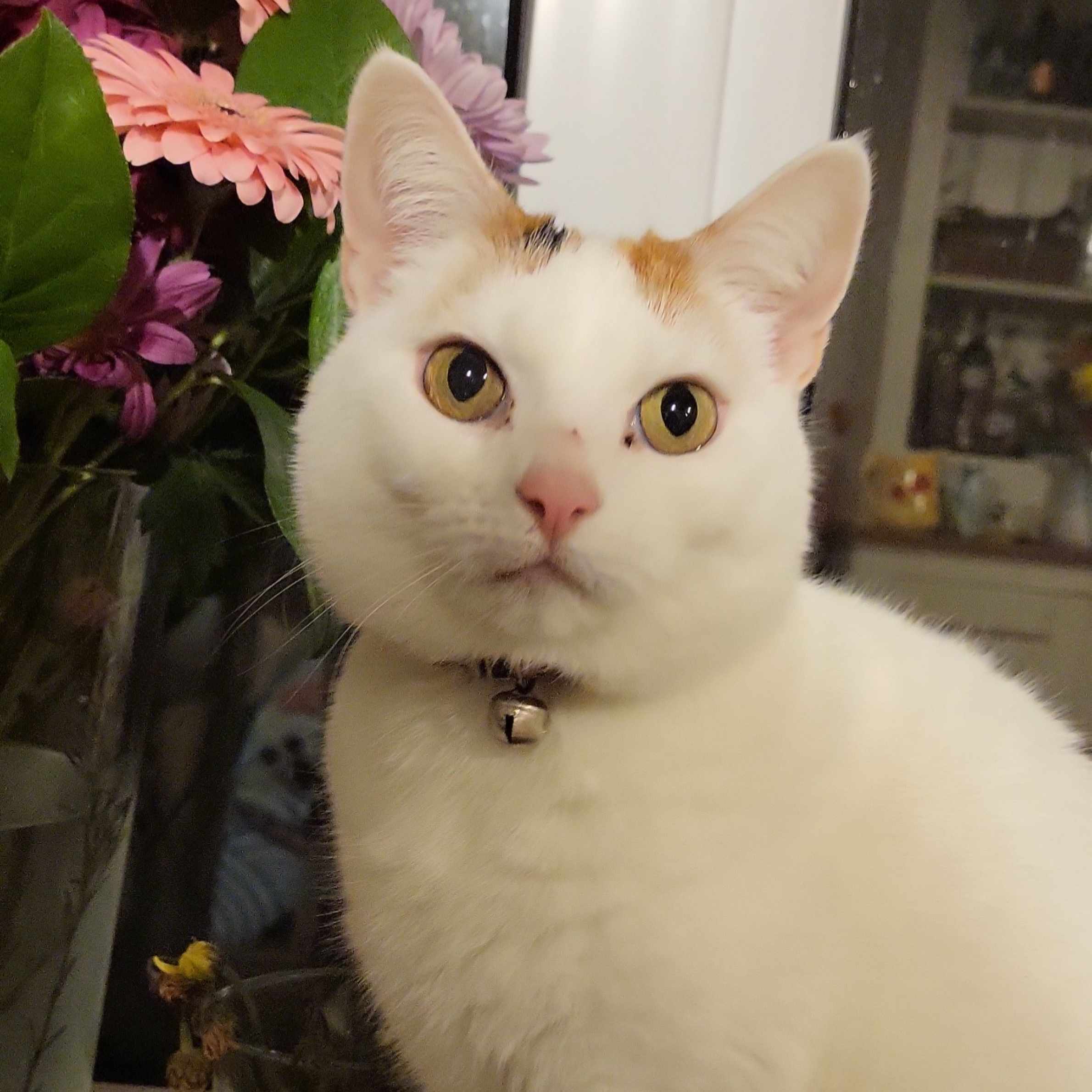 White cat with yellow and black eyes looking at the camera. Behind the cat is a bunch of pink flowers. The cat is wearing a collar with a gold coloured bell on it.