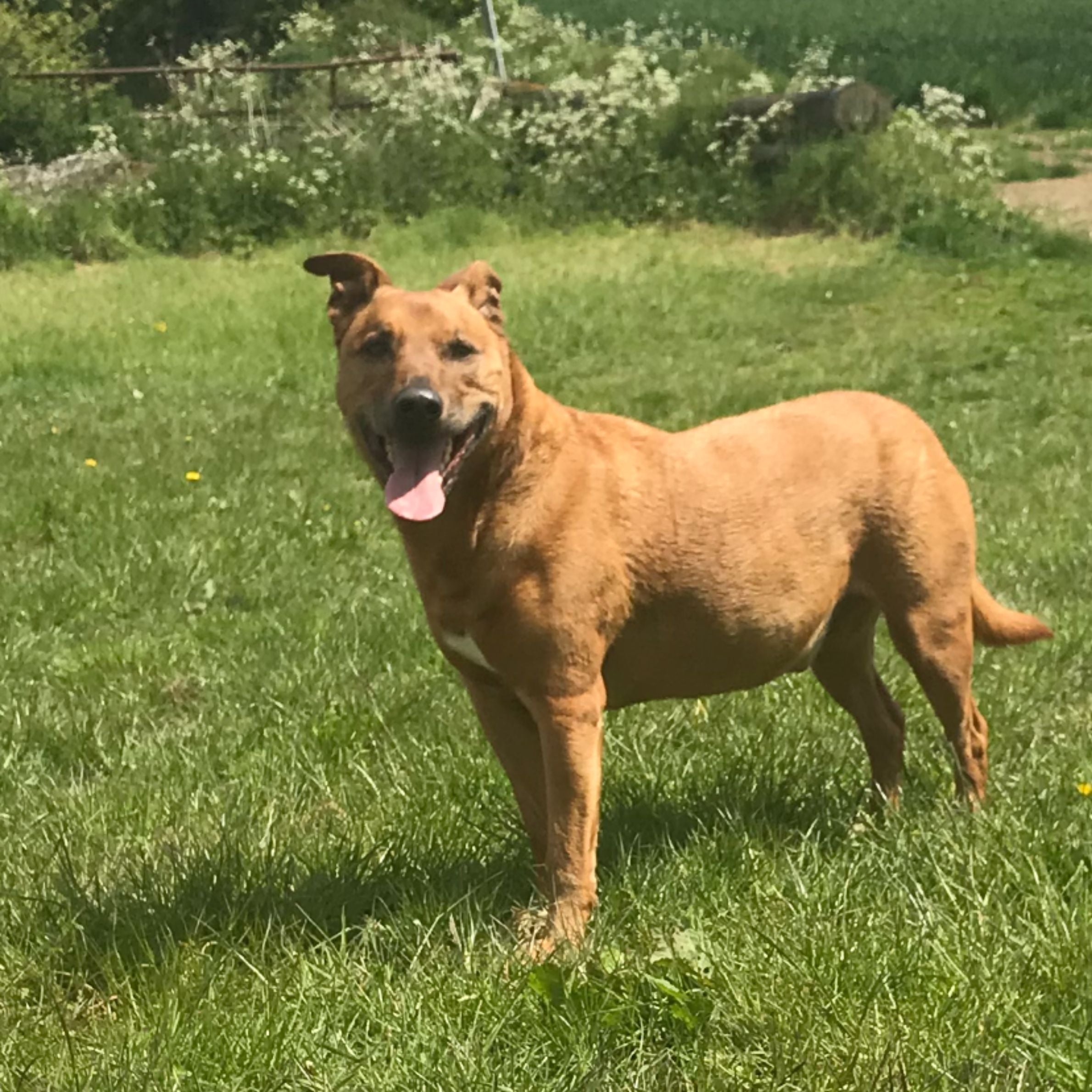 light brown dog with his tongue out stood on grass with white flowers in the background