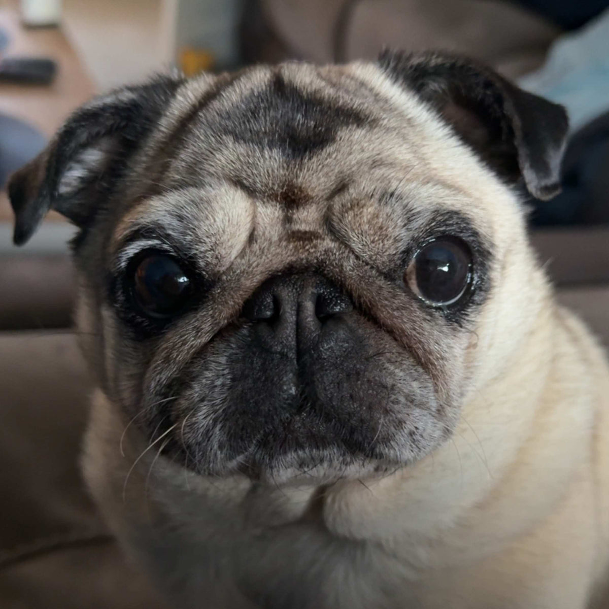 Close-up portrait of a wide-eyed fawn pug with a wrinkled face, black muzzle, and floppy ears, gazing curiously at the camera indoors.