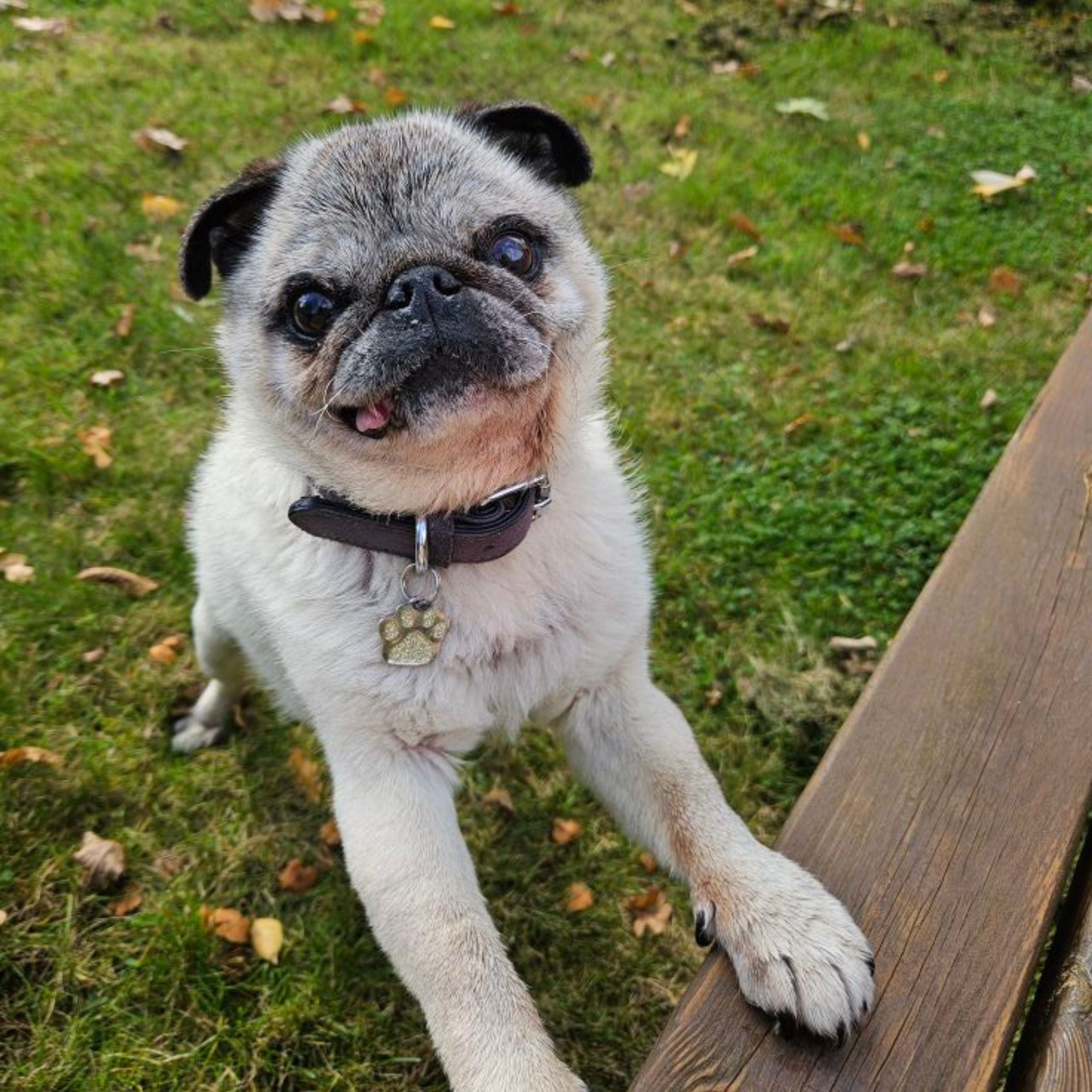 a small pug dog with black and white fur standing itself up on a wooden bench with grass and leaves in the background. it also has a dark brown collar with a gold paw pendant on it