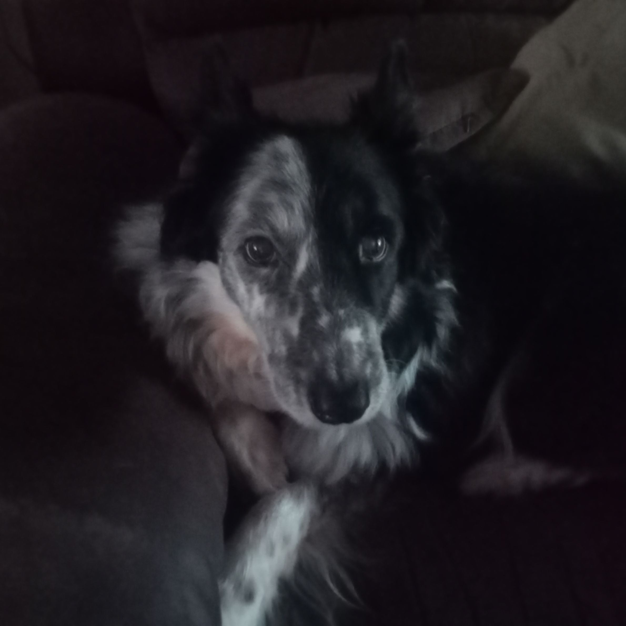 dog lying down on a dark sofa. the dog has half black hair and half white spotted hair