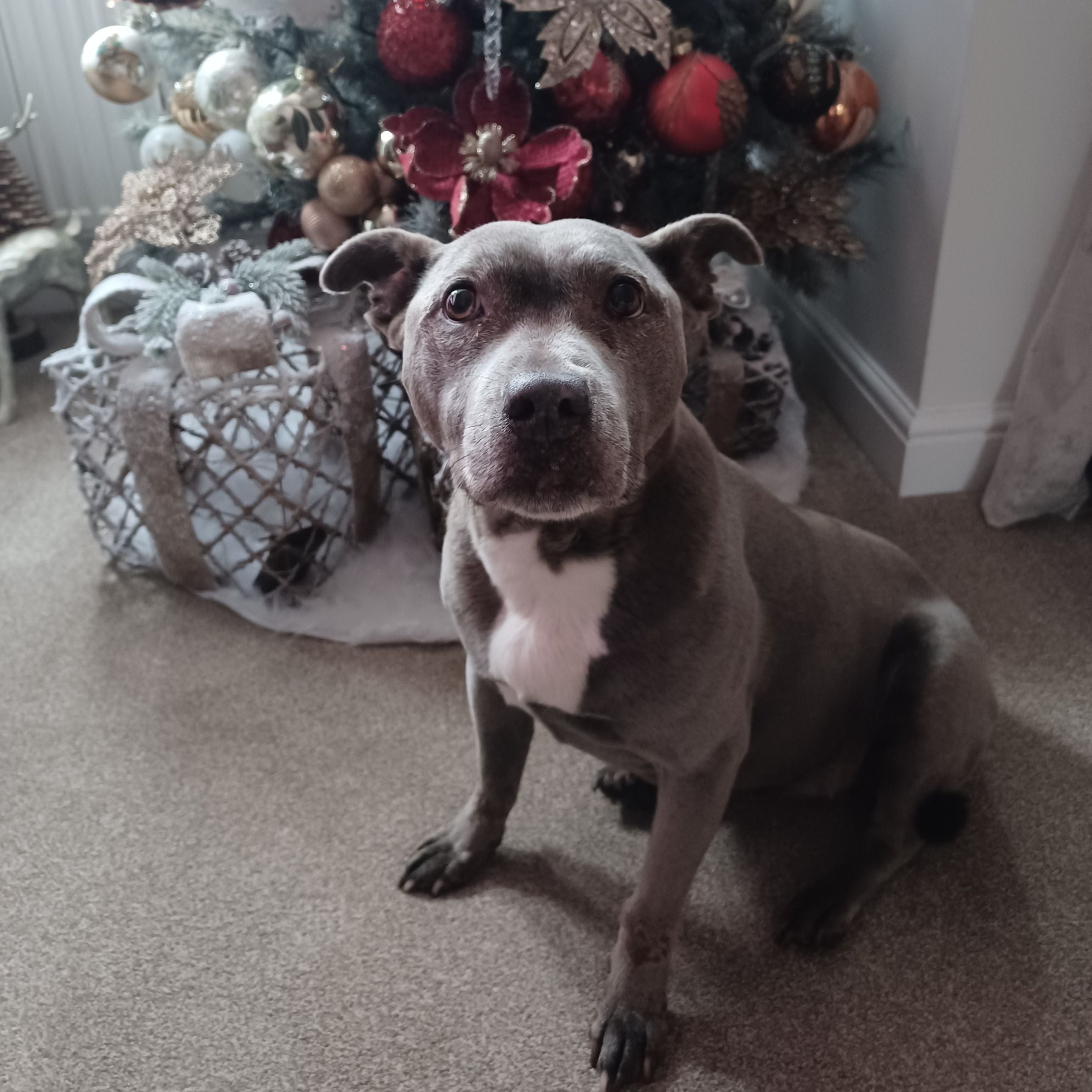 dog with dark brown and white hair looking up. it is sat in front of a christmas tree with gold and red baubles on it