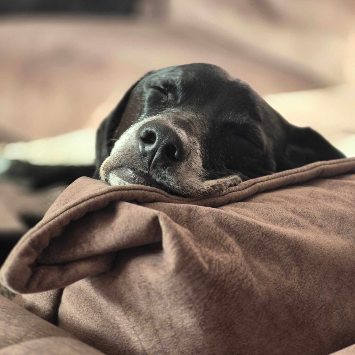 A black dog resting its head on a soft brown blanket.