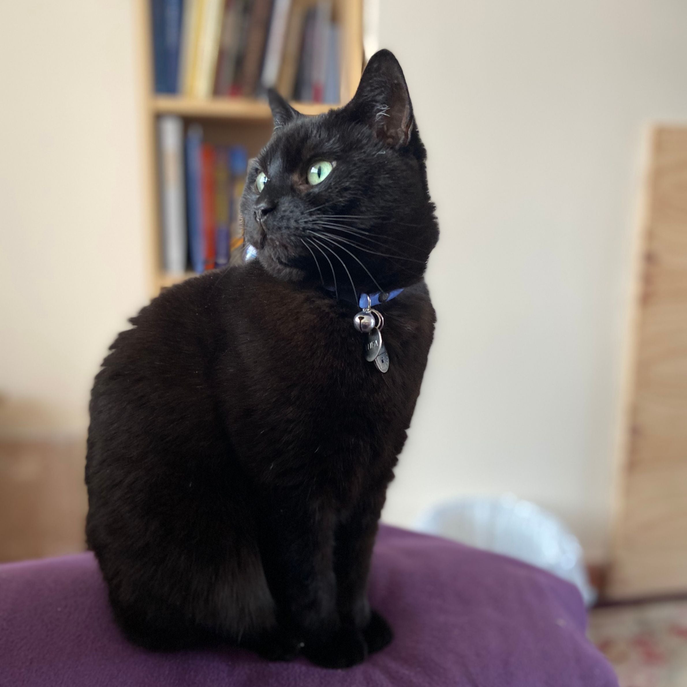 black cat with blue collar and green eyes sat on a purple pillow and there is a bookshelf in the background with different coloured books