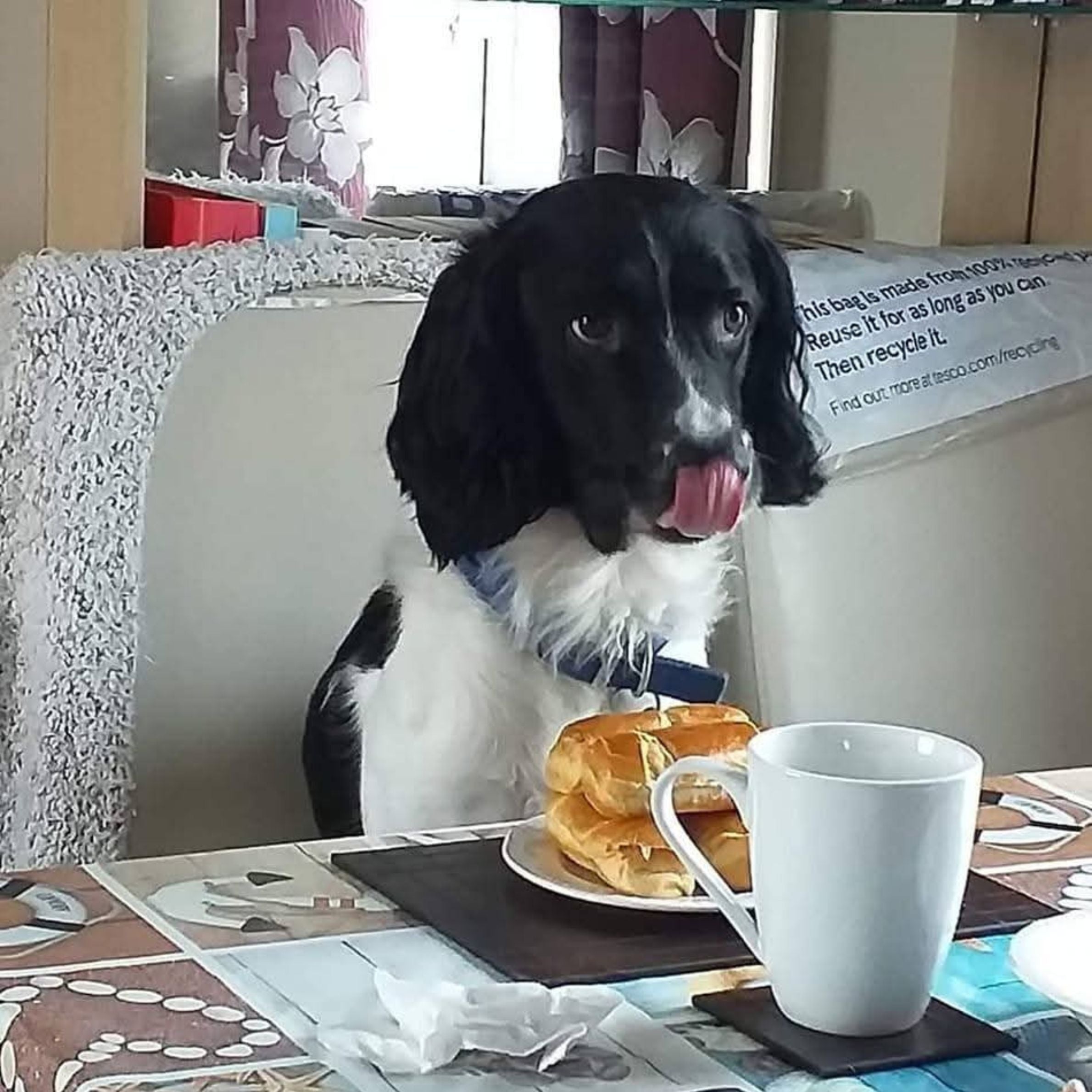 black and white dog with its tongue out sitting in front of table with a plate of bread and a mug cup on it. the table is patterned and the dog is sat on a light beige chair. there is purple curtains in the background with flowers on them.