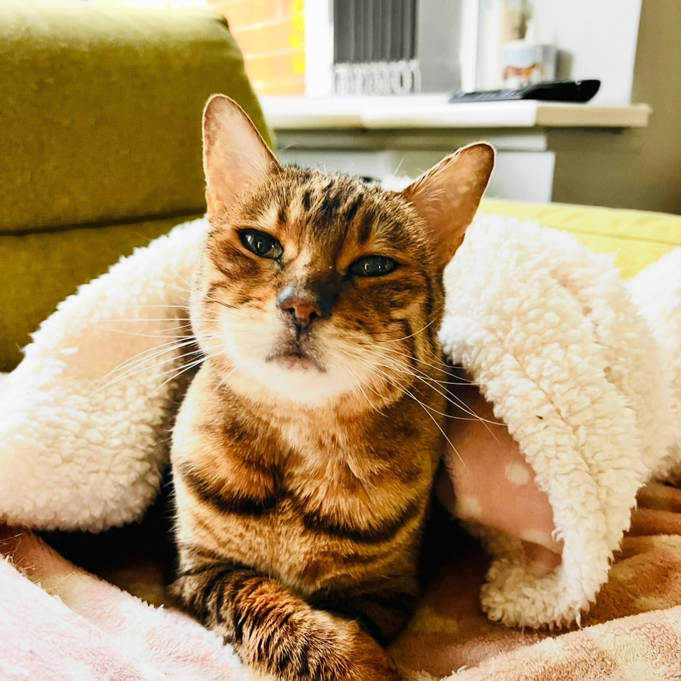 orange stripy cat lying down in a white fluffy blanket with pink polka dots on the inside. it is on a green sofa and there is a white window cill in the background