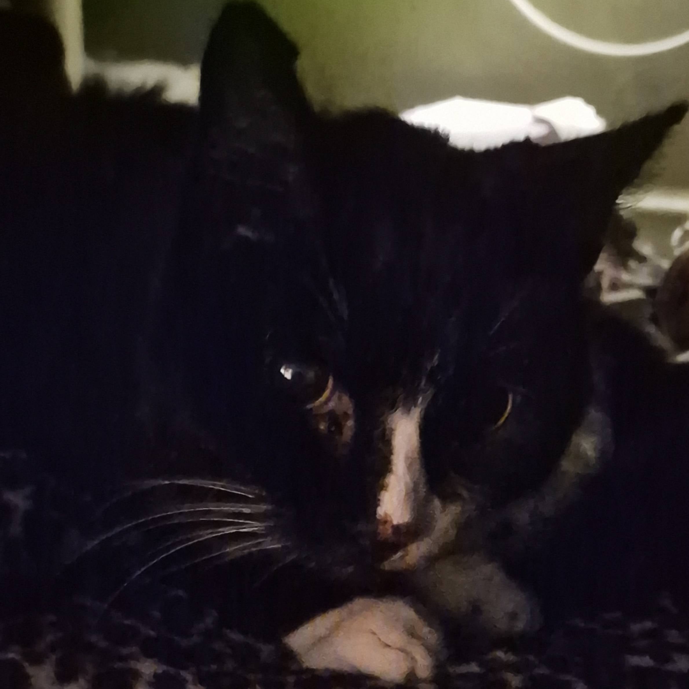 A photo of a black cat with white paws and a white stripe down its nose.