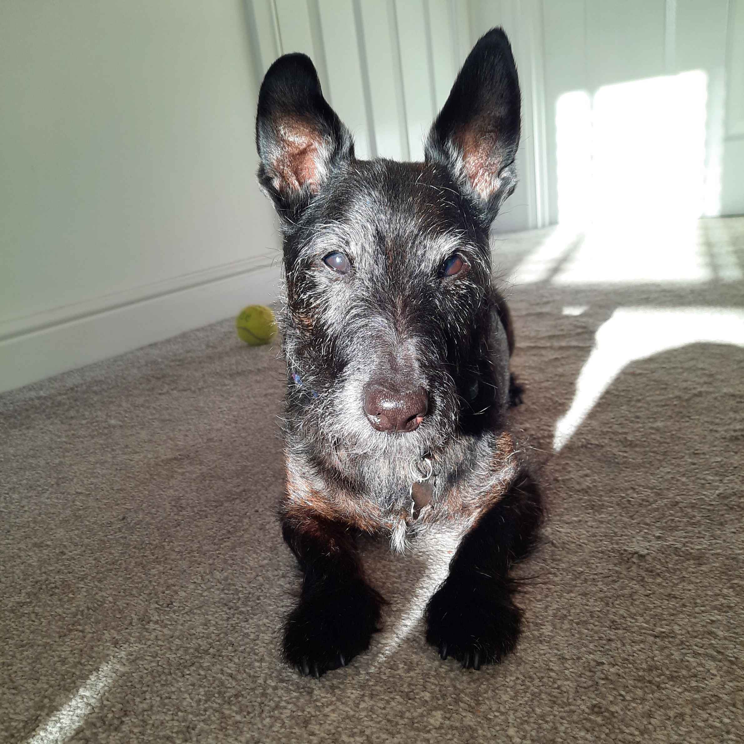 A black terrier dog sat on the carpeted floor looking towards the camera