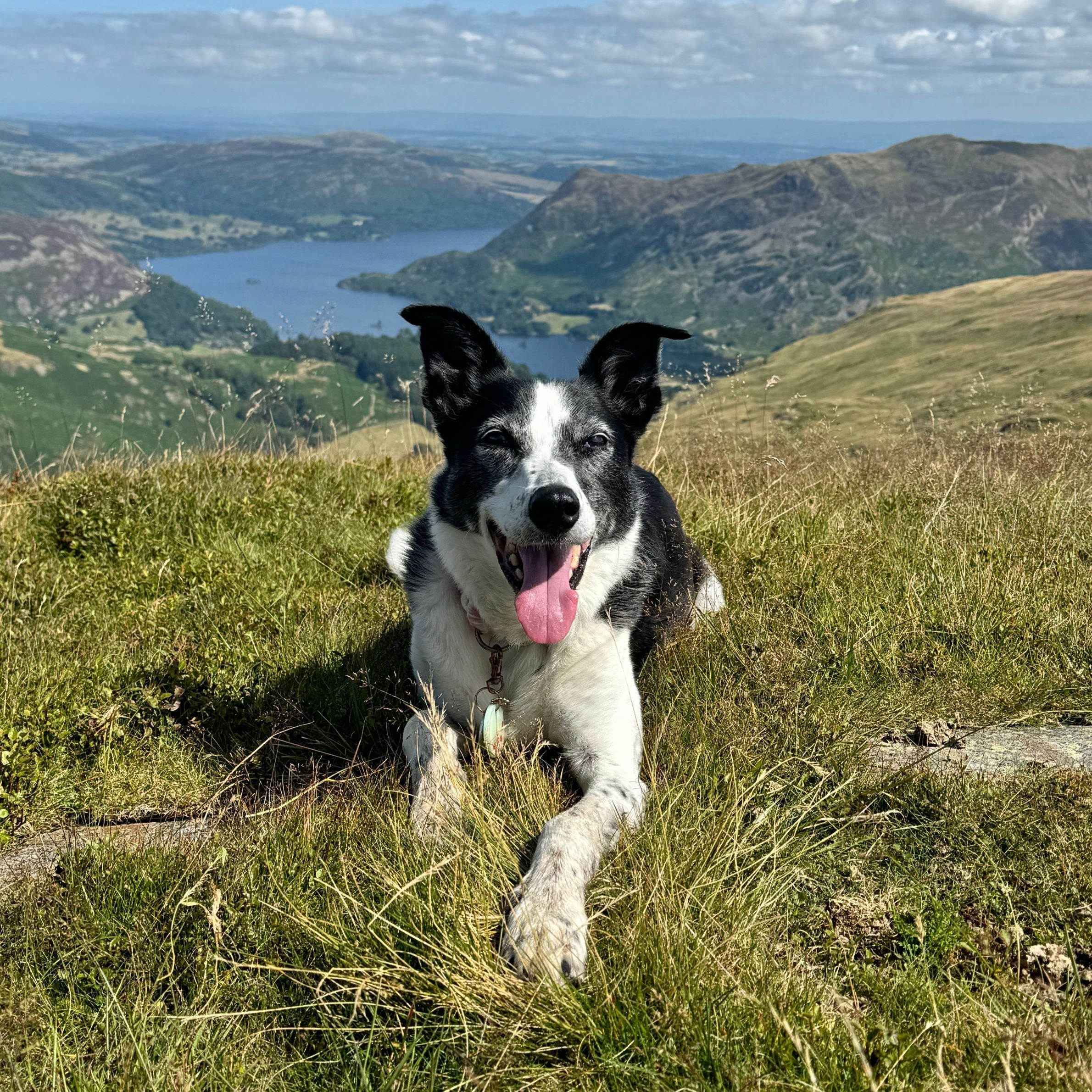 black and white dog with his tongue out lying down on some grass. there is mountains and a large lake in the background