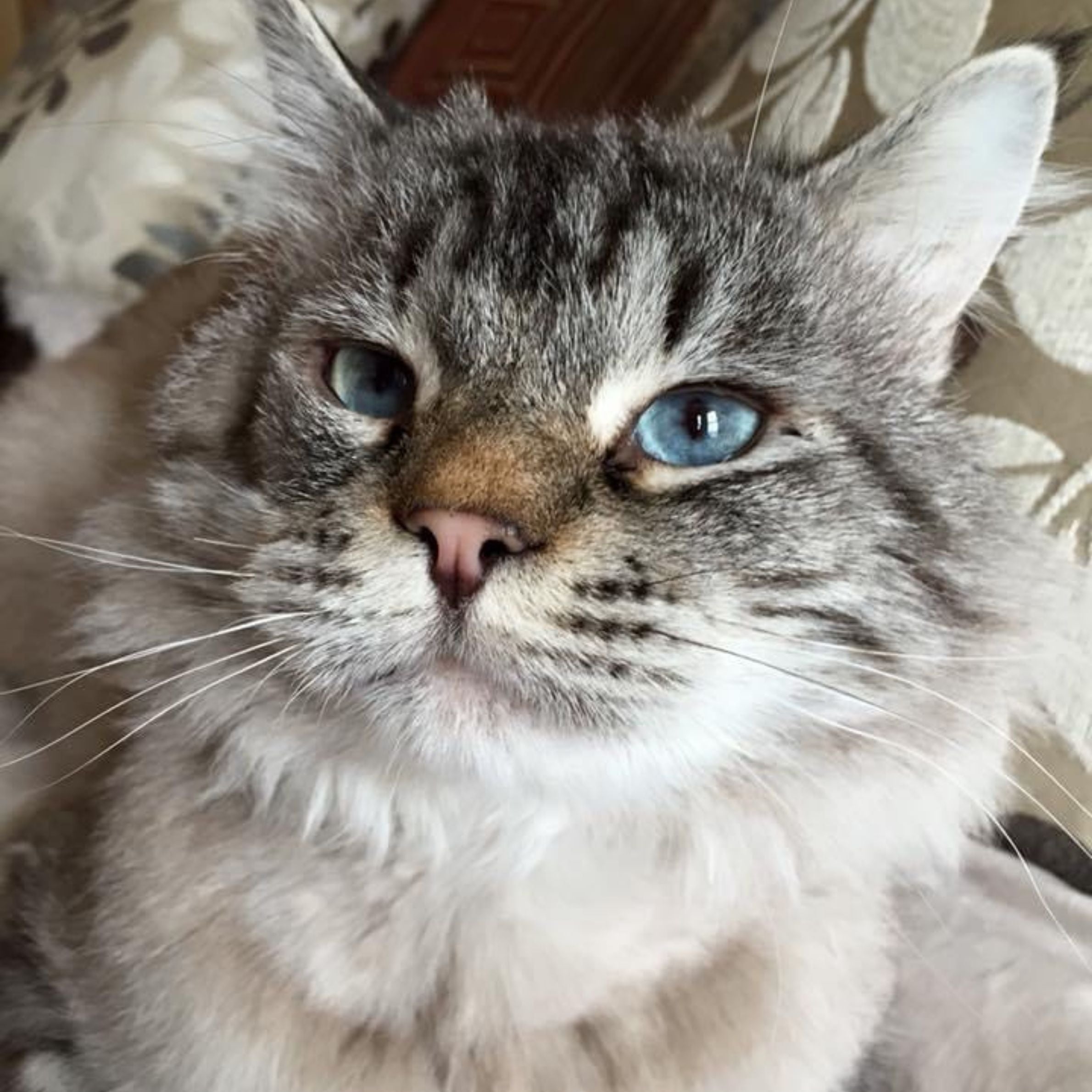 light grey cat with white fur and blue eyes and flower beige cushions in the background