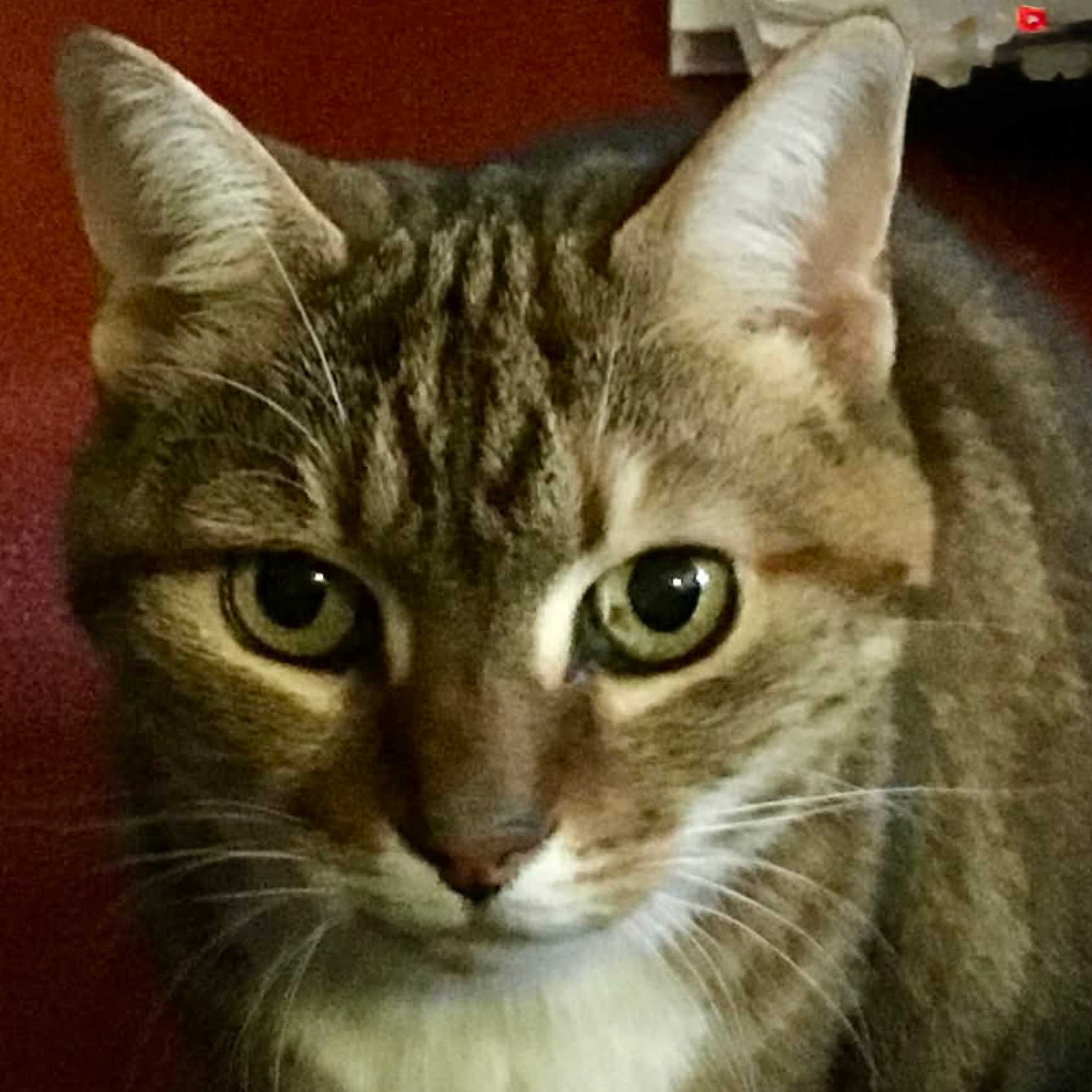 A tabby cat looking at the camera with big green eyes