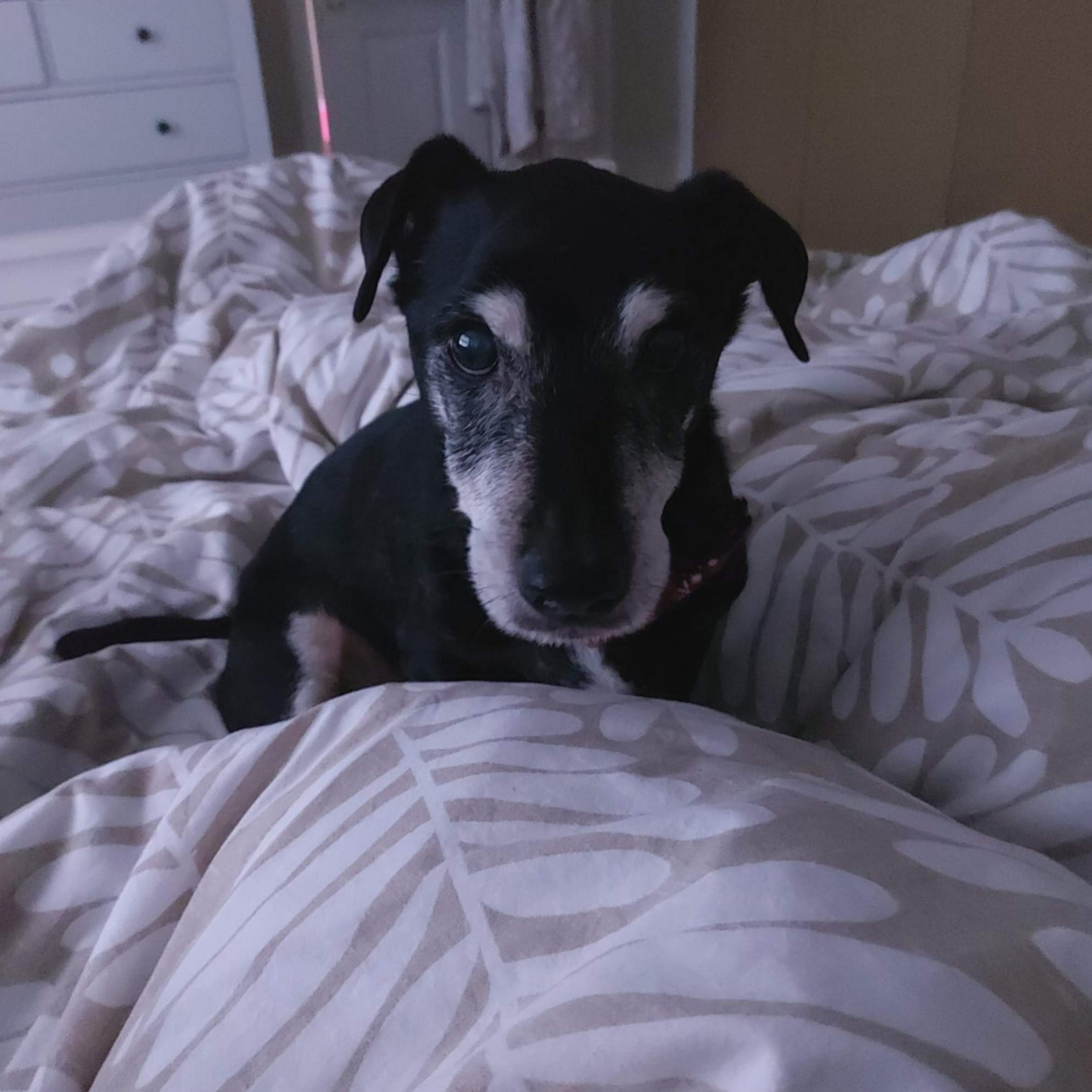 An older black dog with a grey and white muzzle an eyebrows. The dog is sat on beige bedding with a white pattern