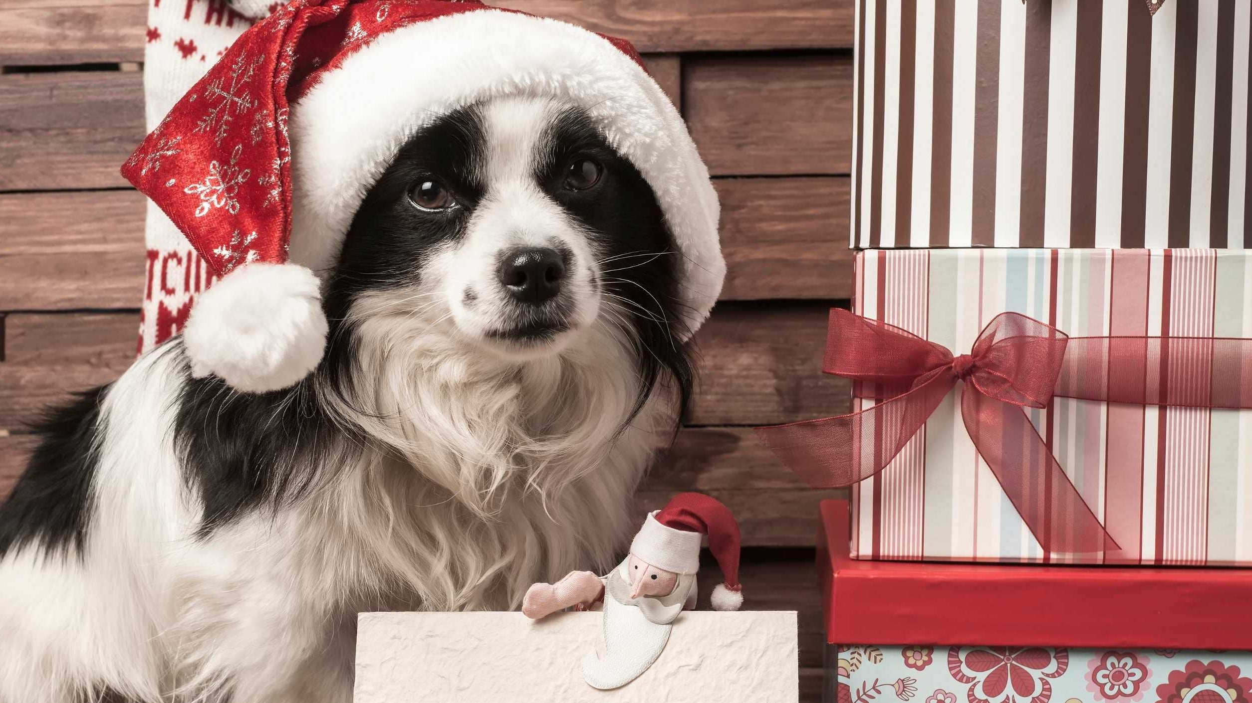 Christmas Presents For Your Dog
