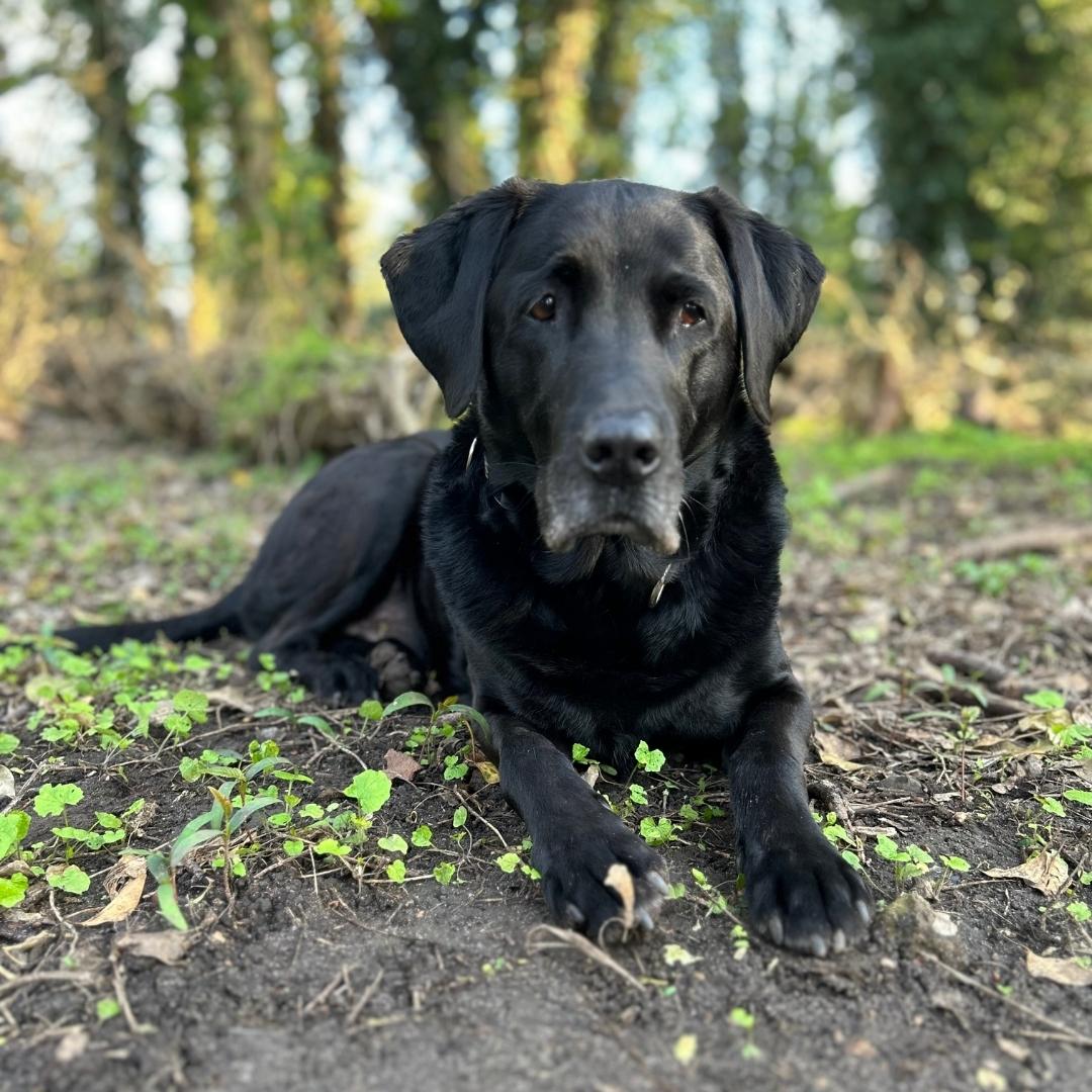 A black dog lying on woodland