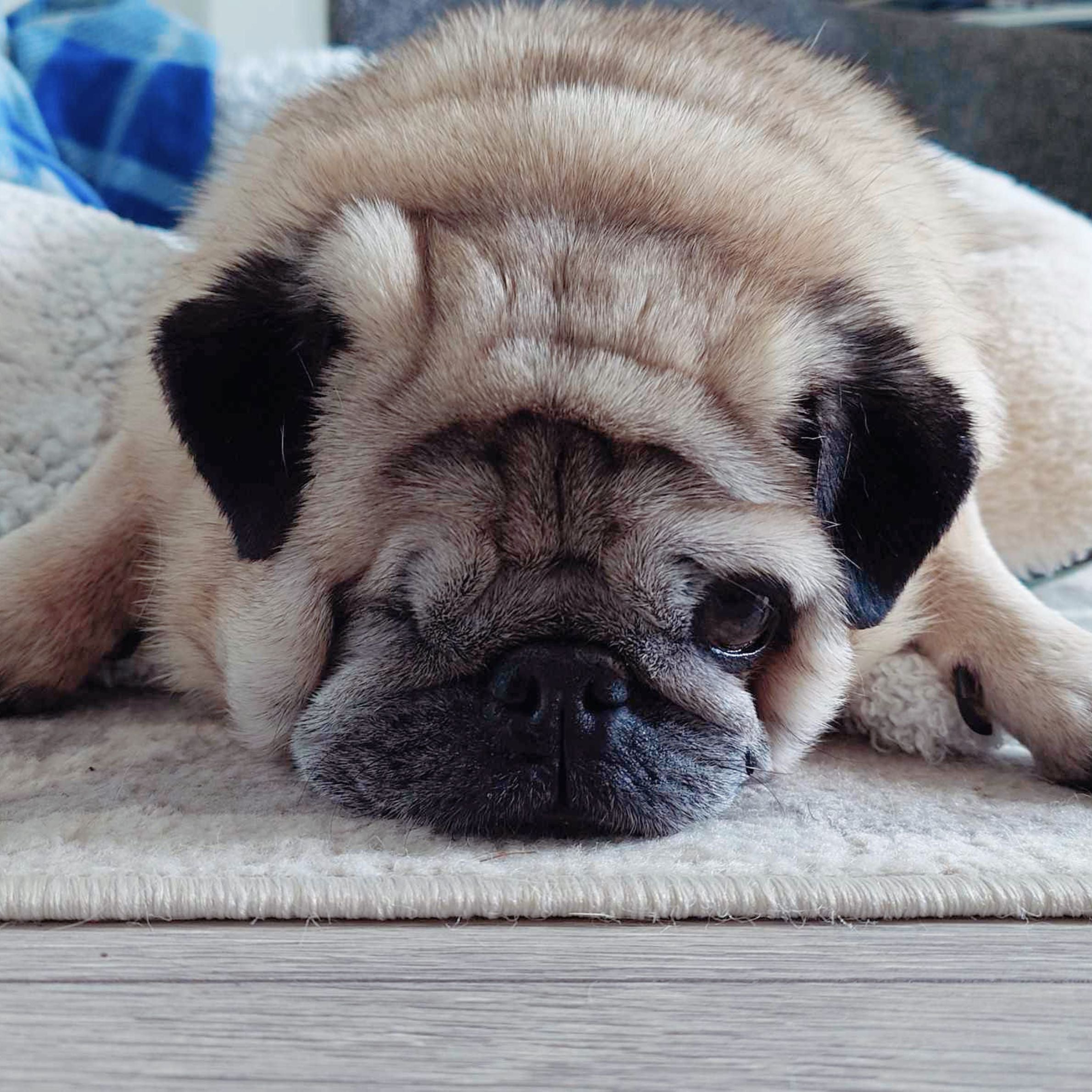 pug dog with light hair with black ears and a black nose. it is lying down on a cream carpet