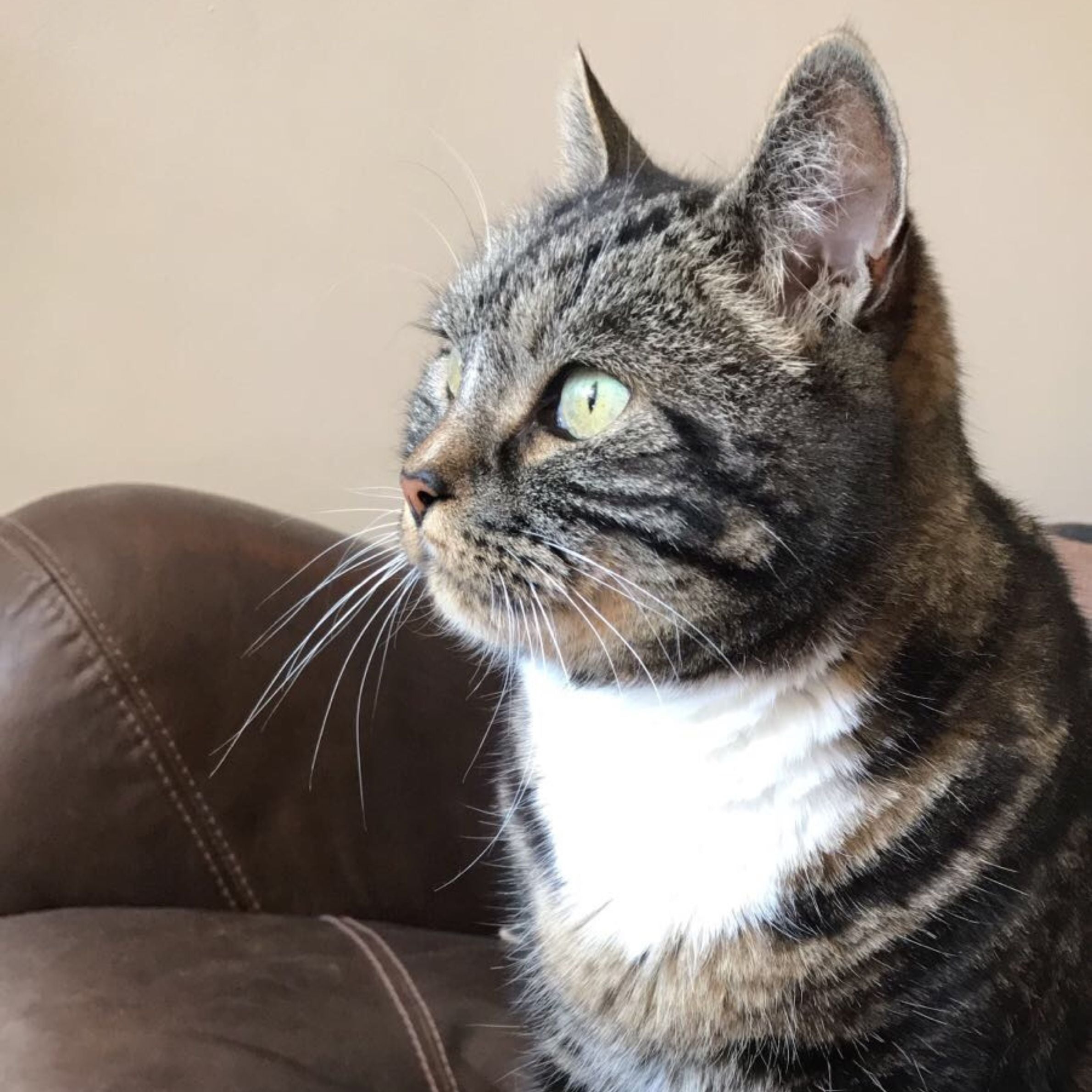 cat with brown and white fur and green eyes looking away. it is sat on a brown sofa and there is a light beige wall in the background.