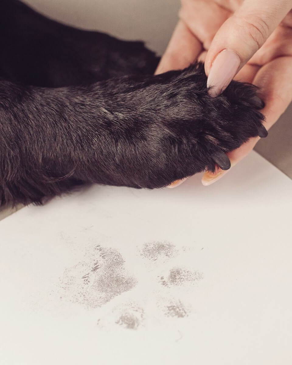 Pawprint Kit