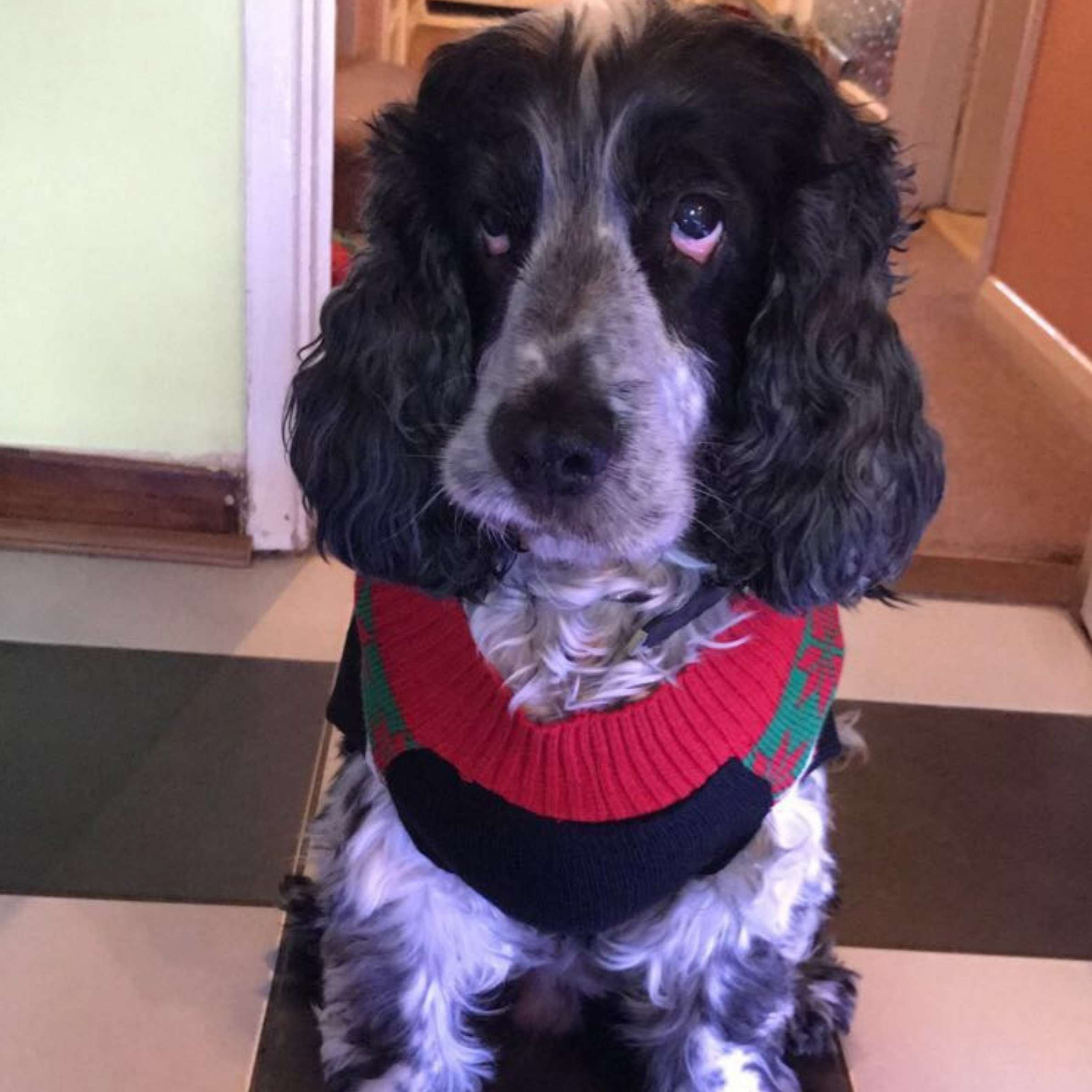 Black-and-white cocker spaniel wearing a red, green, and black sweater indoors, gazing at the camera with a gentle, soulful expression.