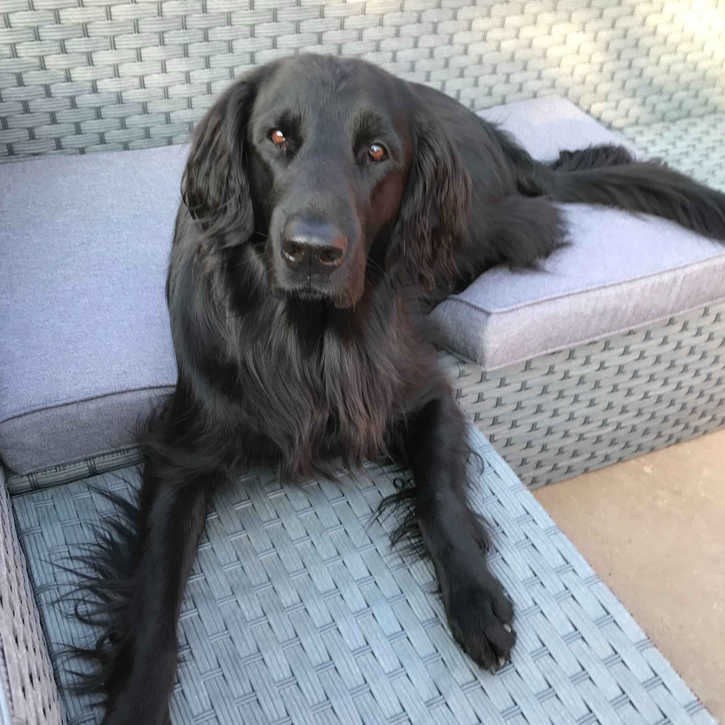 Large black dog with long fur sat on grey outdoor wicker sofa. Dog is looking at the camera and has brown eyes. 
