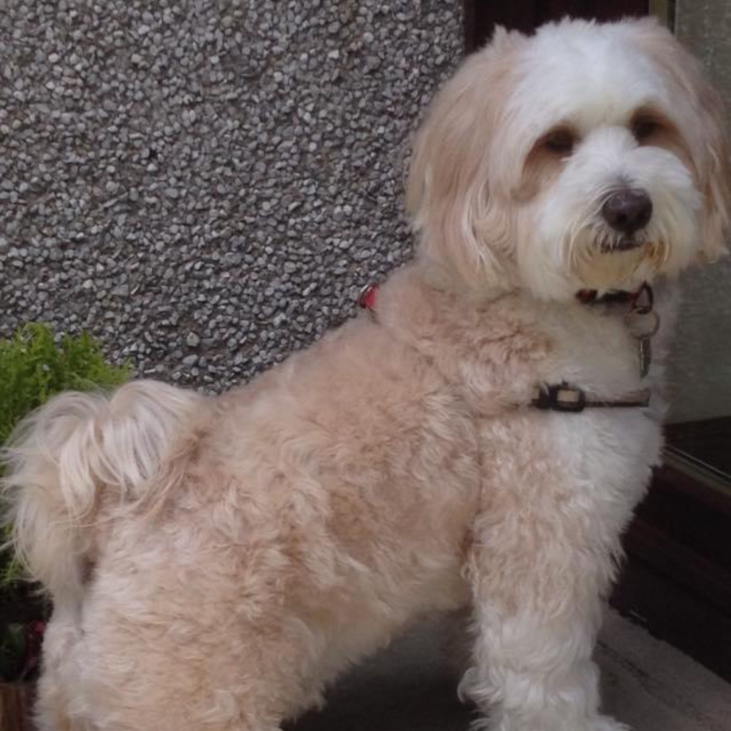 A light coloured cockapoo is stood on a doorstep posing for the camera. The dog is wearing a harness and has an apricot colours coat with a lighter face and chest. Behind the dog is a pebbledash wall.