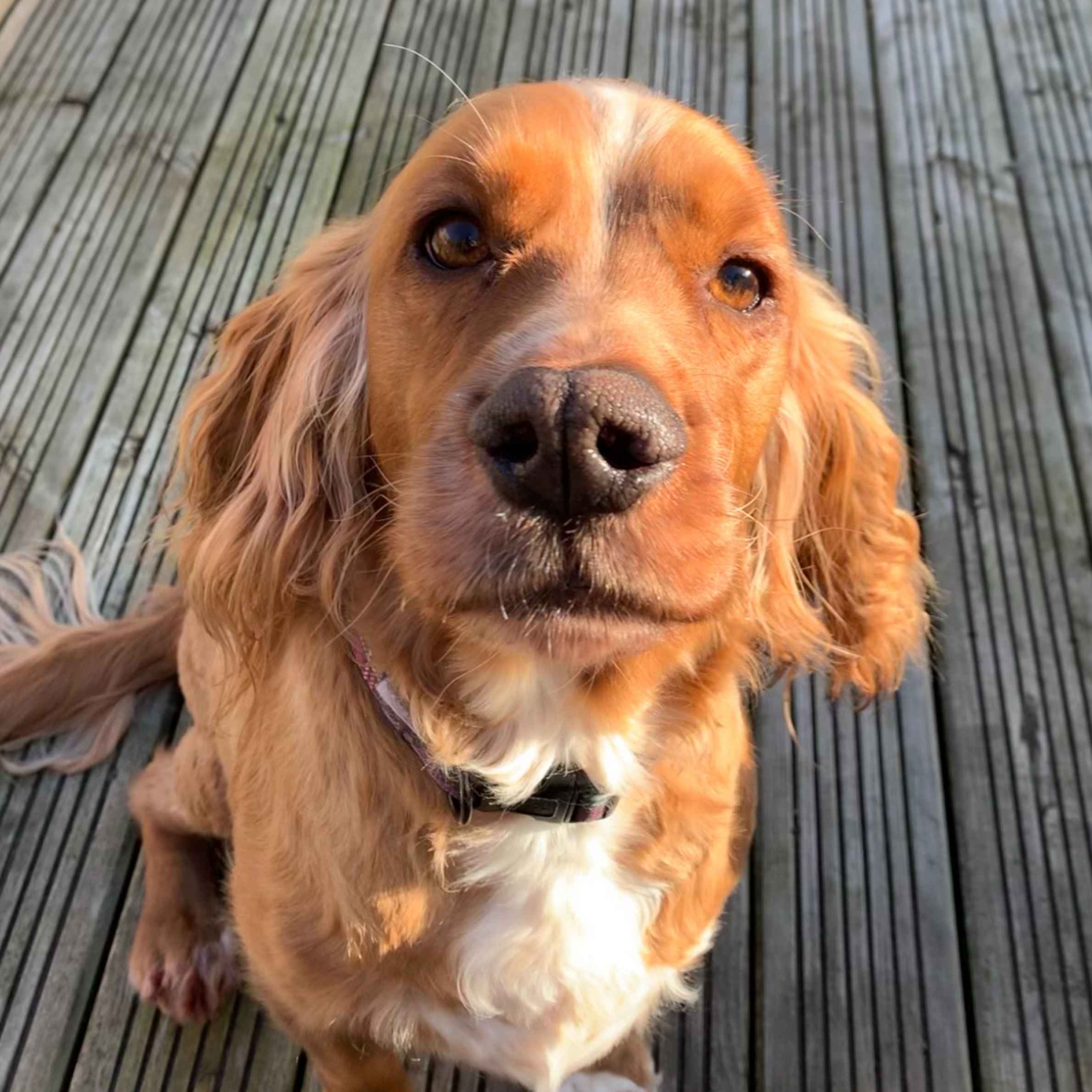 Auburn coloured spaniel, looking at camera. The dog has a white chest, with dark brown eyes and brown nose. The dog is sitting on black wooden decking.