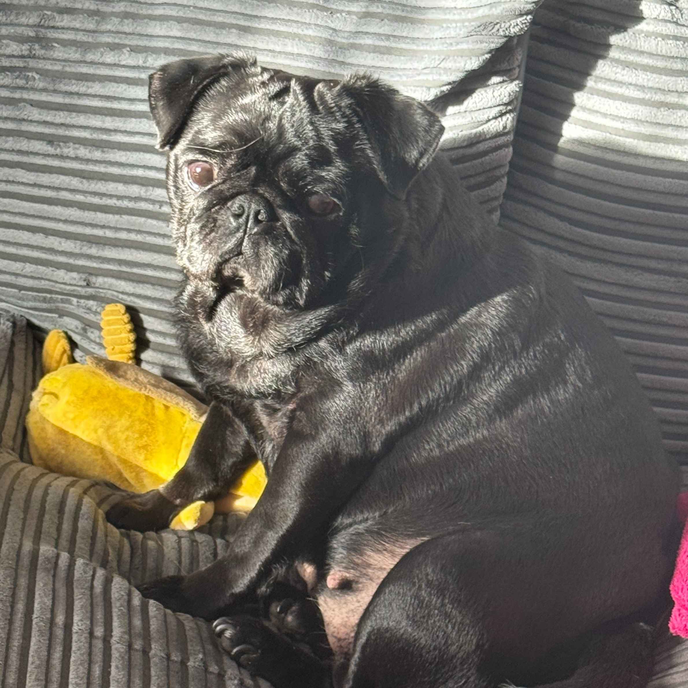 A black pug sat on a grey sofa. The dog has a yellow toy at its feet.