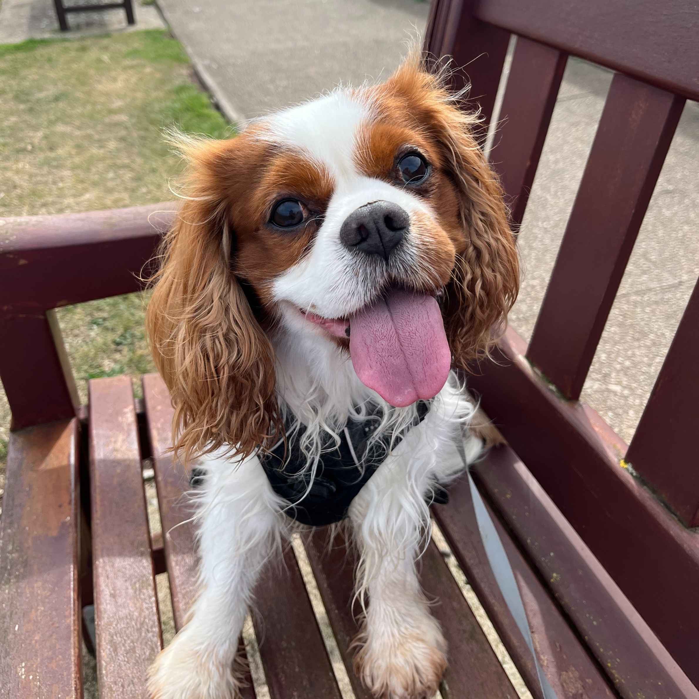 Brown and white cavalier king charles spaniel, sat on brown bench. Dog's tongue is sticking out.