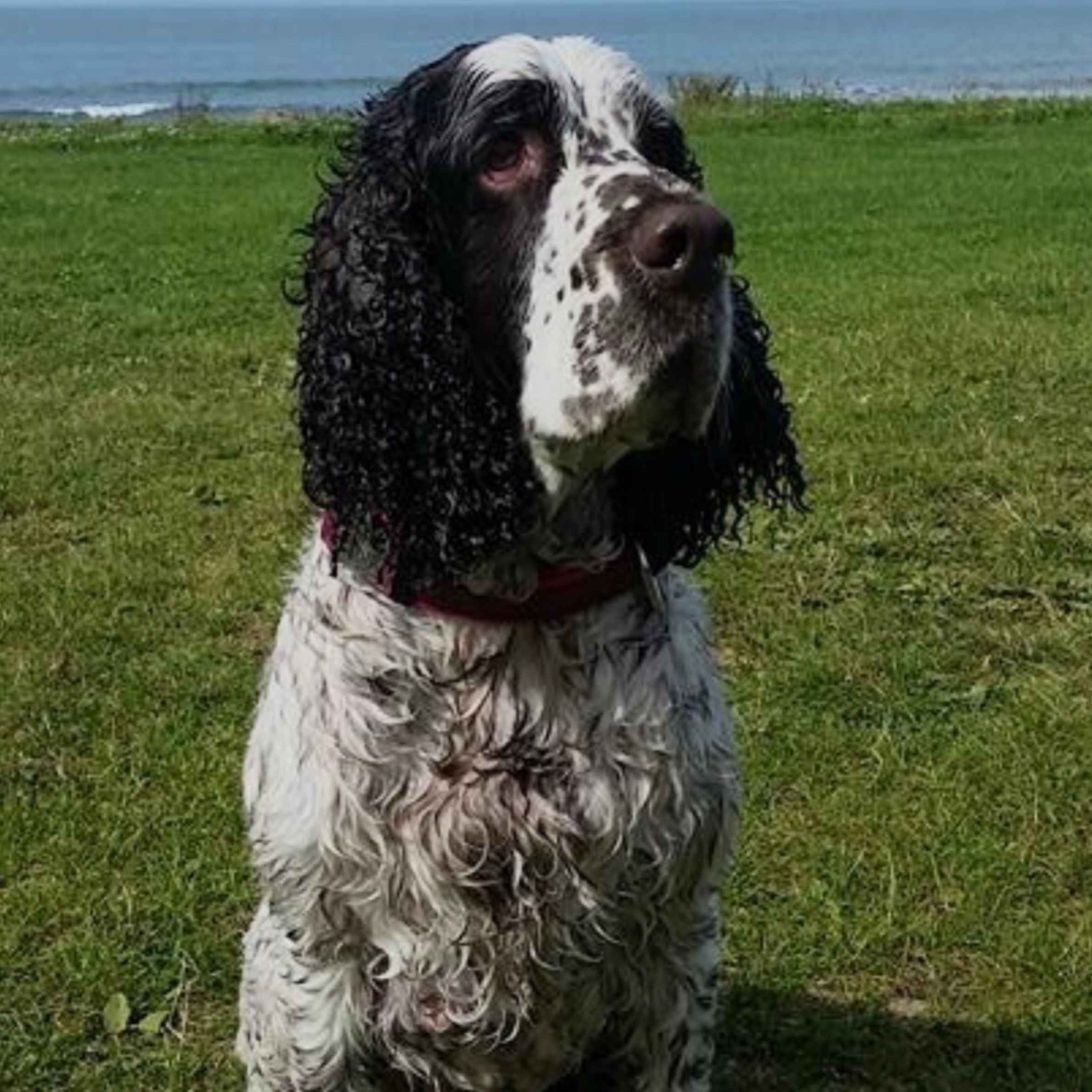 Dog sat on grassy field, backing onto the sea. White and brown spaniel.