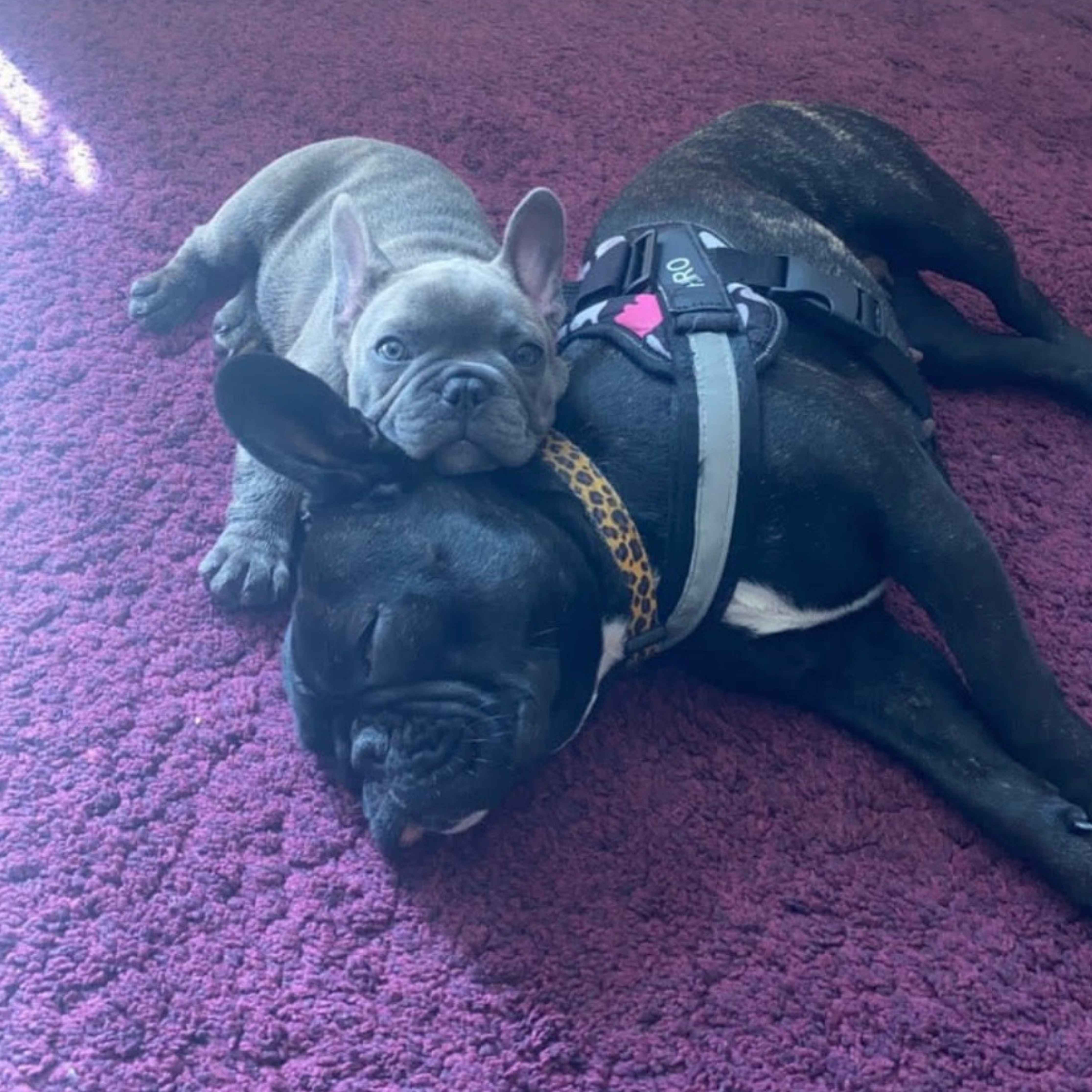 Two French bulldogs cuddle on a purple carpet: a gray puppy rests atop of a black dog, wearing a harness, creating a playful scene.